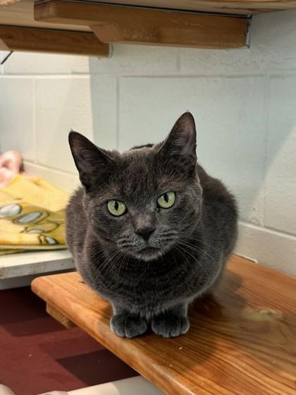 Enlarge Critter, a Adoptable Domestic Short Hair in Palm Coast, FL image 2/3