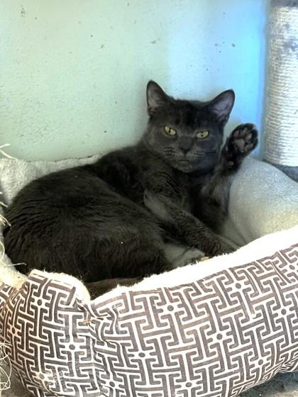 Critter, a Adoptable Domestic Short Hair in Palm Coast, FL image 3/3