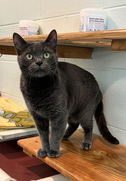 Enlarge Critter, a Adoptable Domestic Short Hair in Palm Coast, FL image 3/3