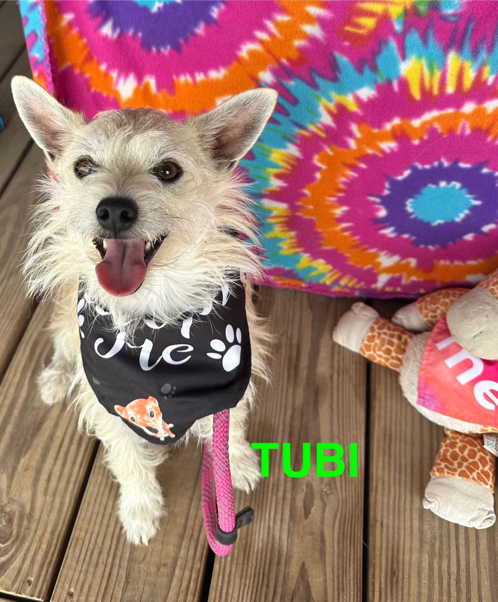 Enlarge Tubi, a Adopted Terrier in Pipe Creek, TX image 1/3