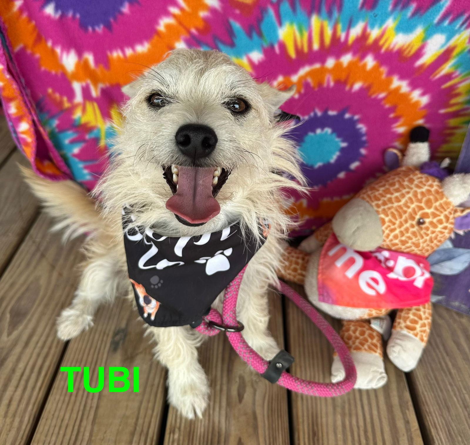 Enlarge Tubi, a Adopted Terrier in Pipe Creek, TX image 2/3