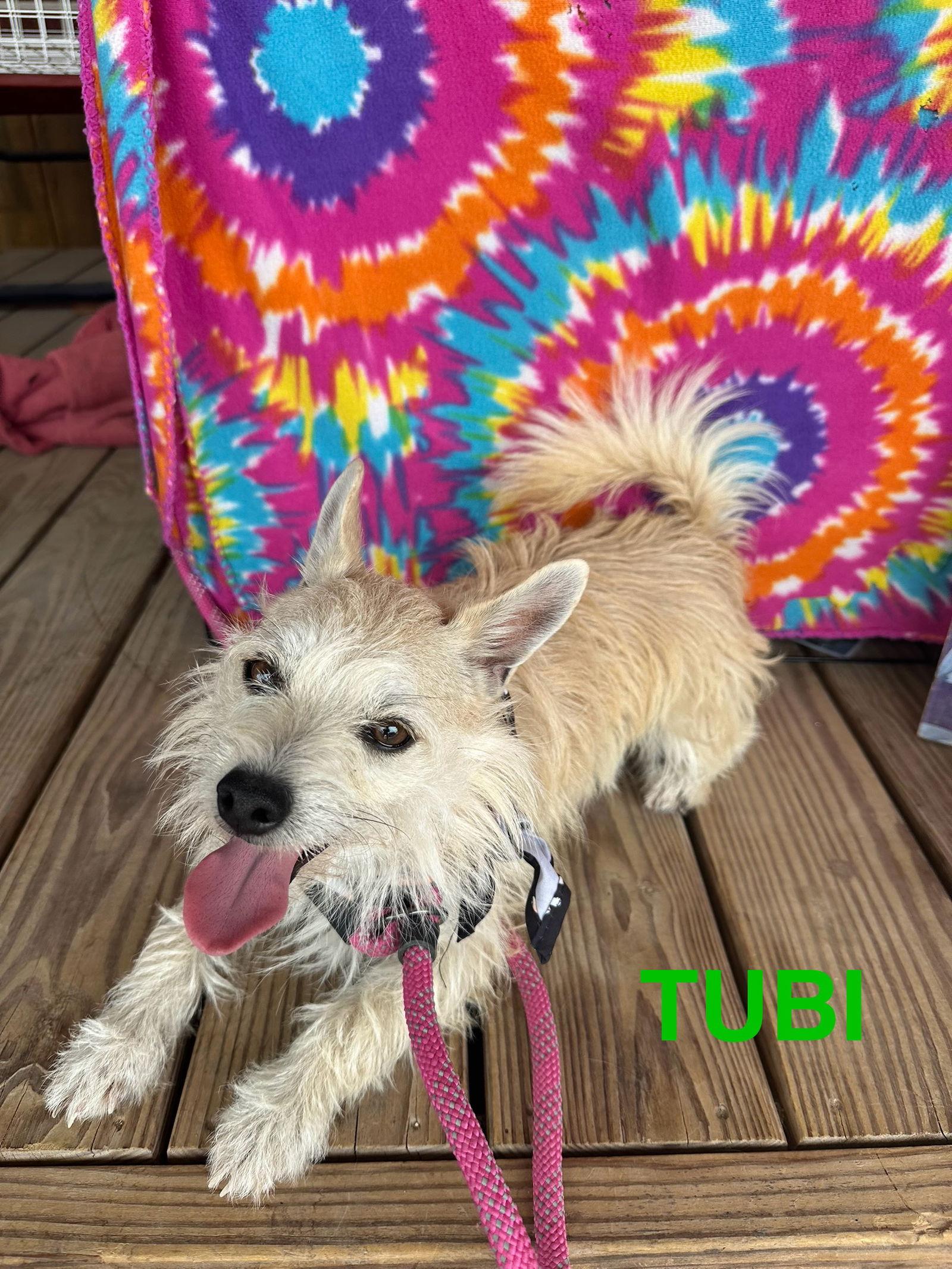 Enlarge Tubi, a Adopted Terrier in Pipe Creek, TX image 3/3