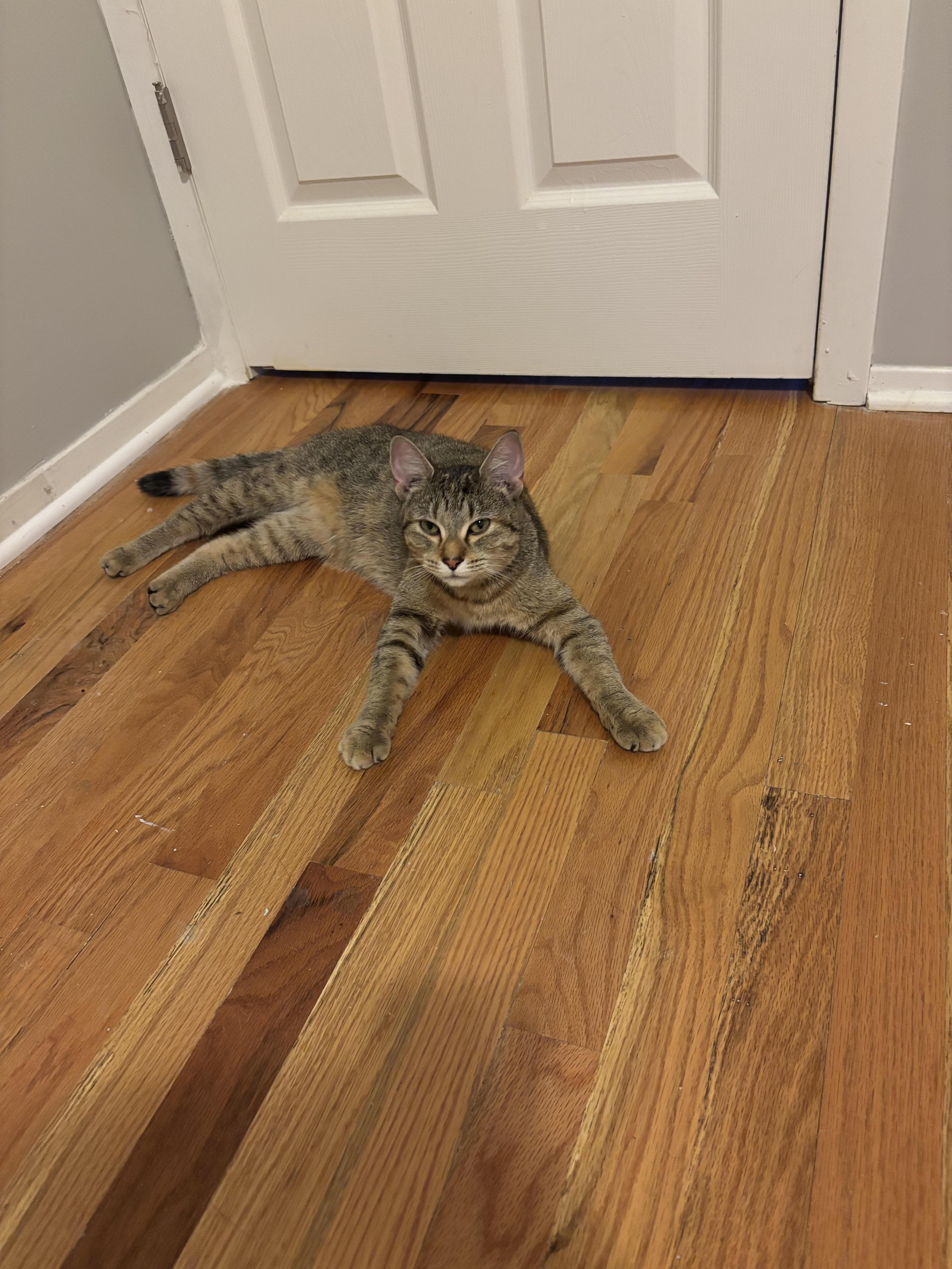 Enlarge Pavlova, a Adoptable Domestic Short Hair in Grand Rapids, MI image 2/6