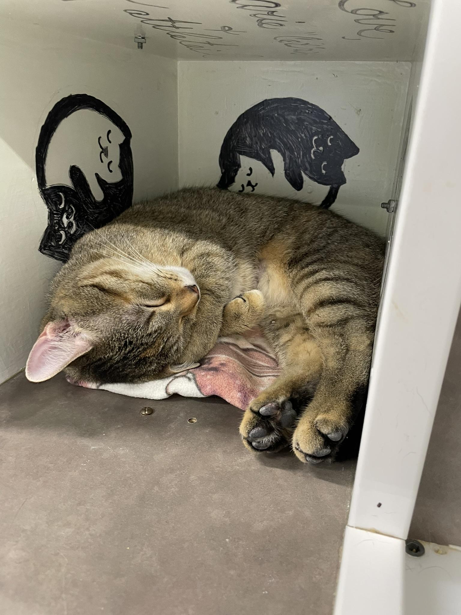 Enlarge Pavlova, a Adoptable Domestic Short Hair in Grand Rapids, MI image 3/6