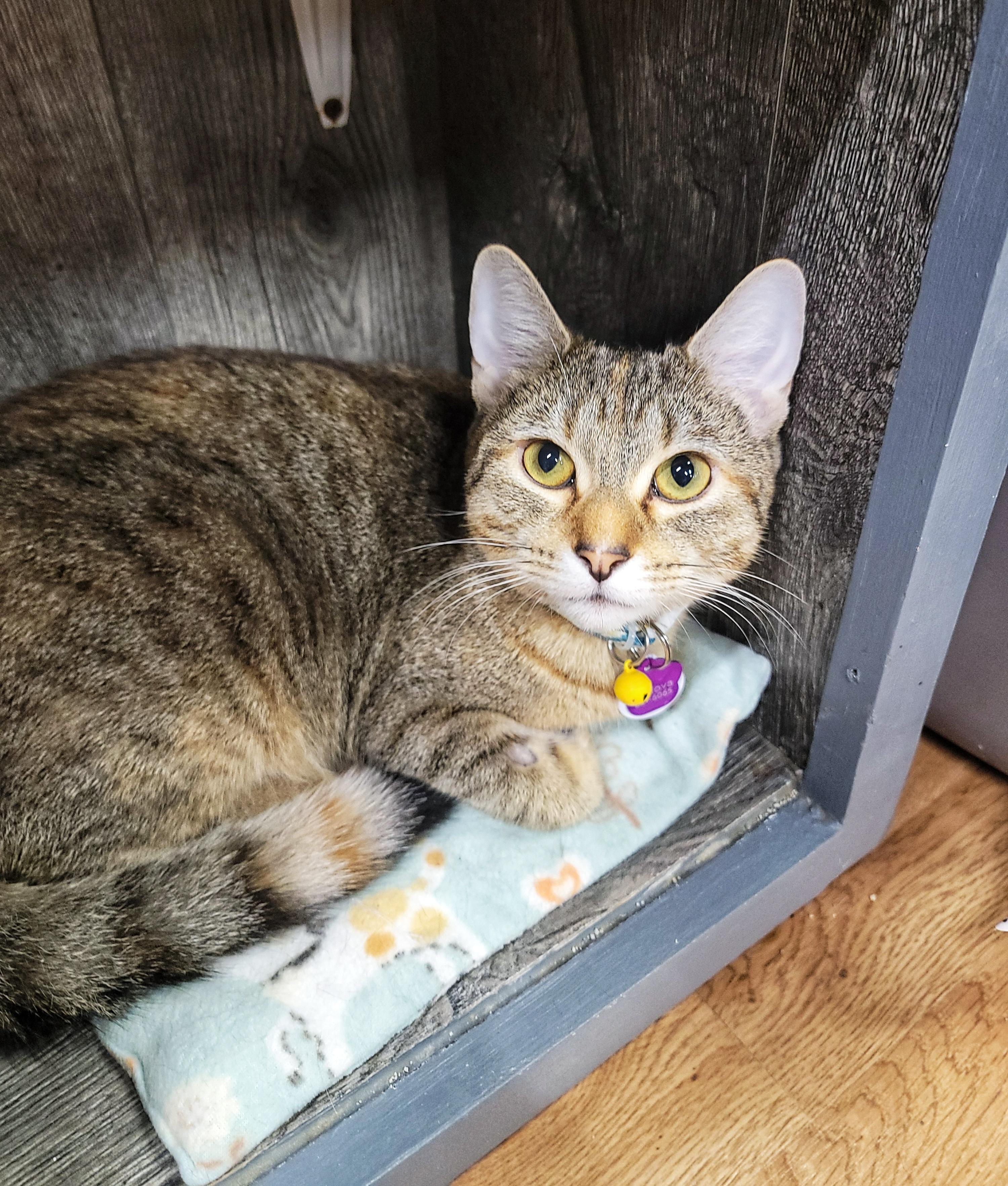 Enlarge Pavlova, a Adoptable Domestic Short Hair in Grand Rapids, MI image 4/6