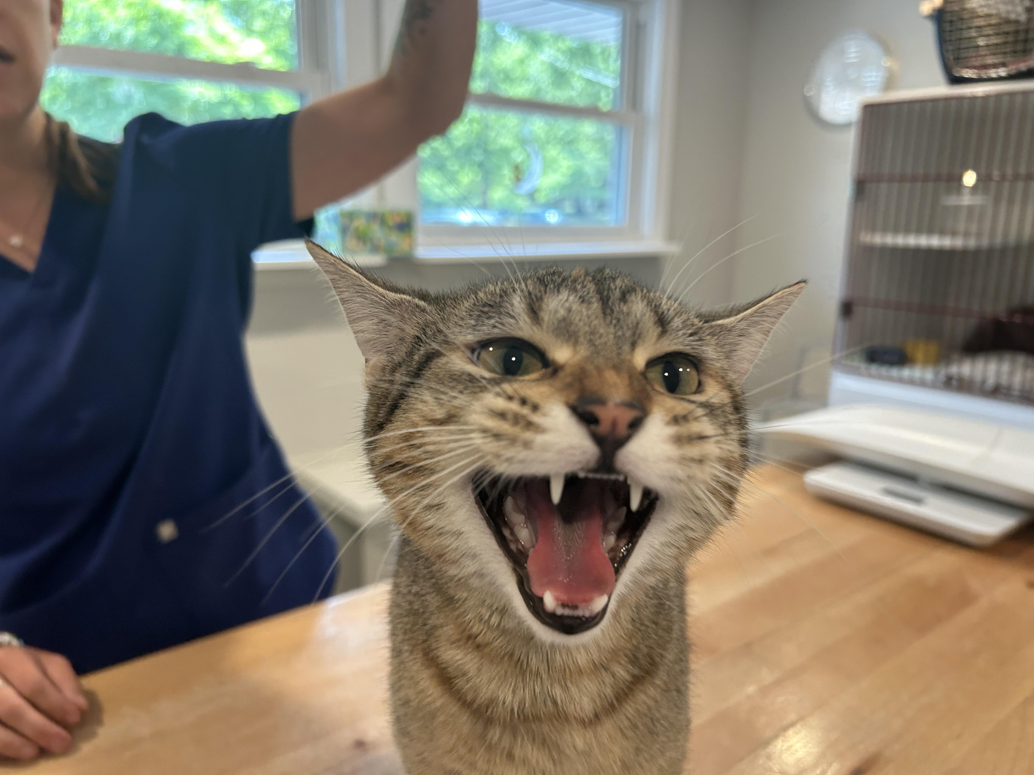 Enlarge Pavlova, a Adoptable Domestic Short Hair in Grand Rapids, MI image 5/6