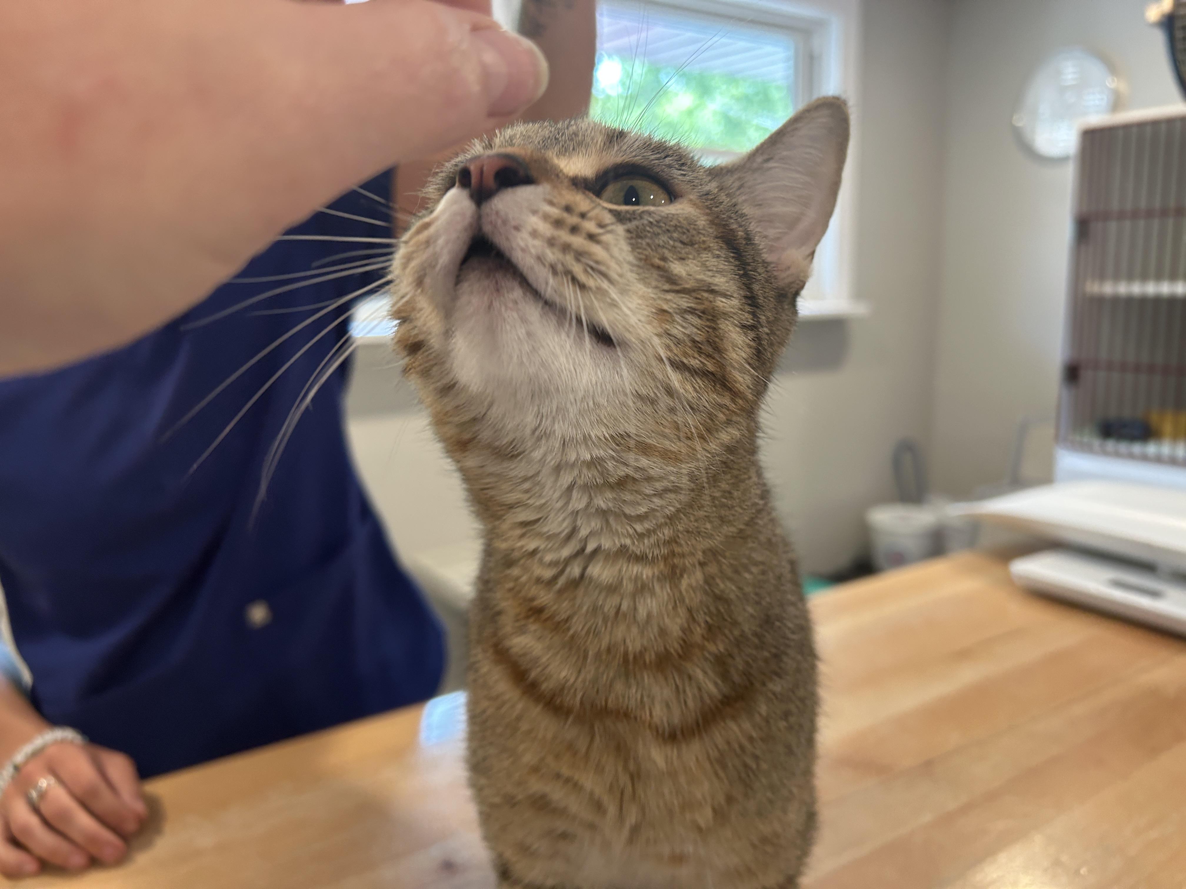 Enlarge Pavlova, a Adoptable Domestic Short Hair in Grand Rapids, MI image 6/6