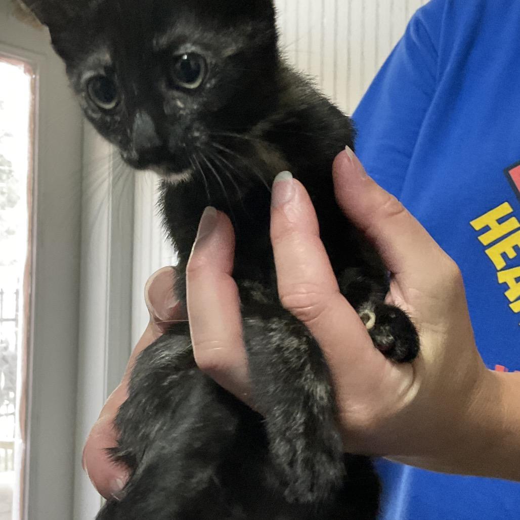 Eileen, Adoptable, Kitten Female Domestic Short Hair.