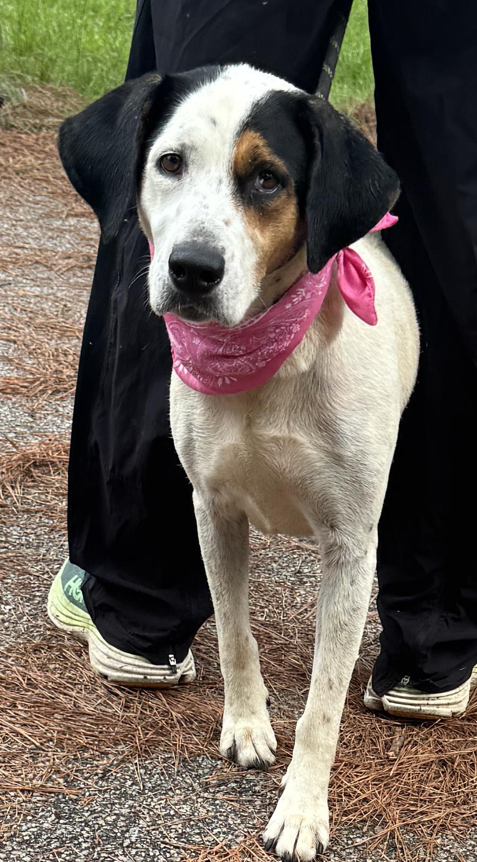 Enlarge Thea, a ADOPTABLE Mixed Breed in Sumter, SC image 2/2