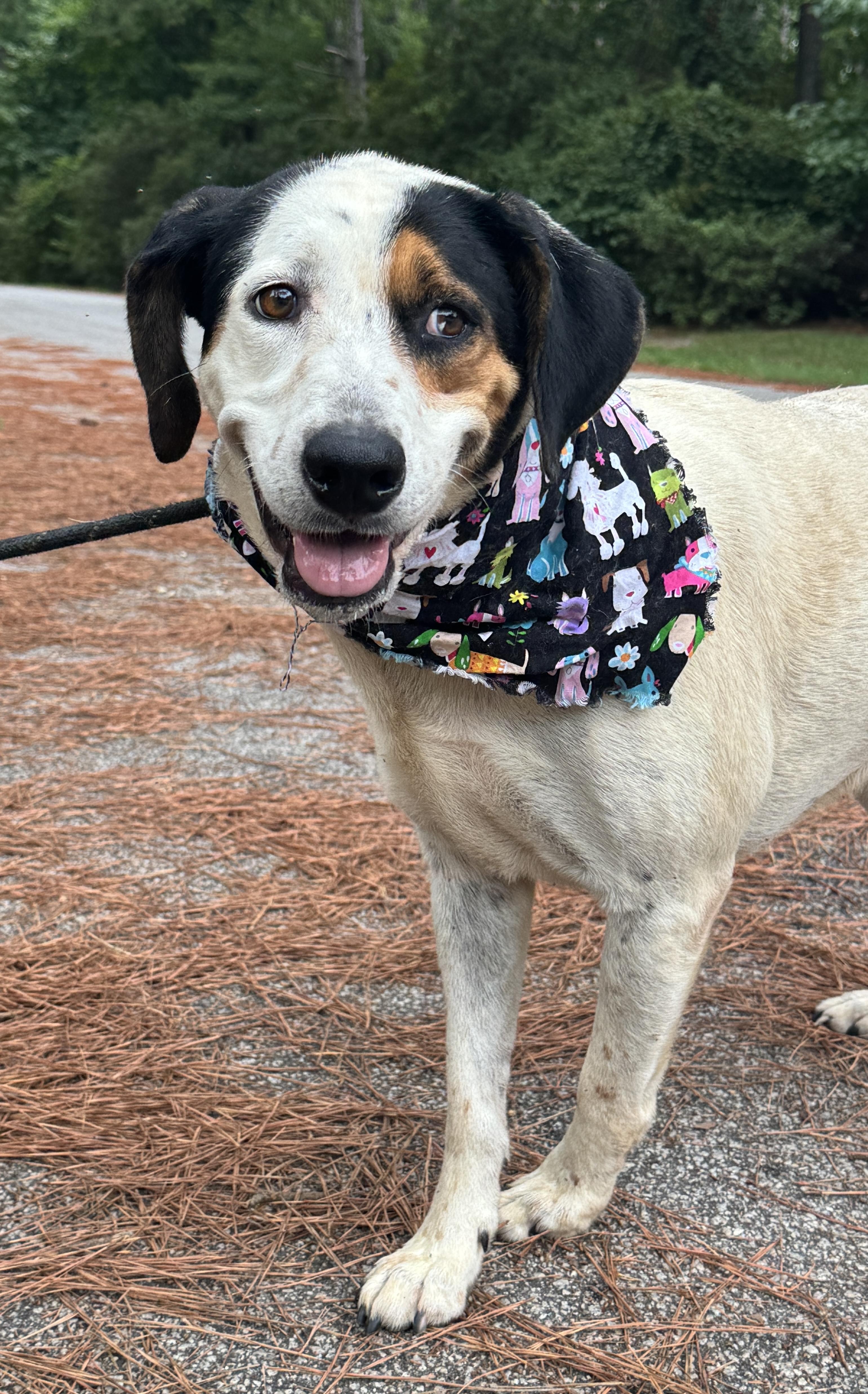 Enlarge Thea, a ADOPTABLE Mixed Breed in Sumter, SC image 1/2