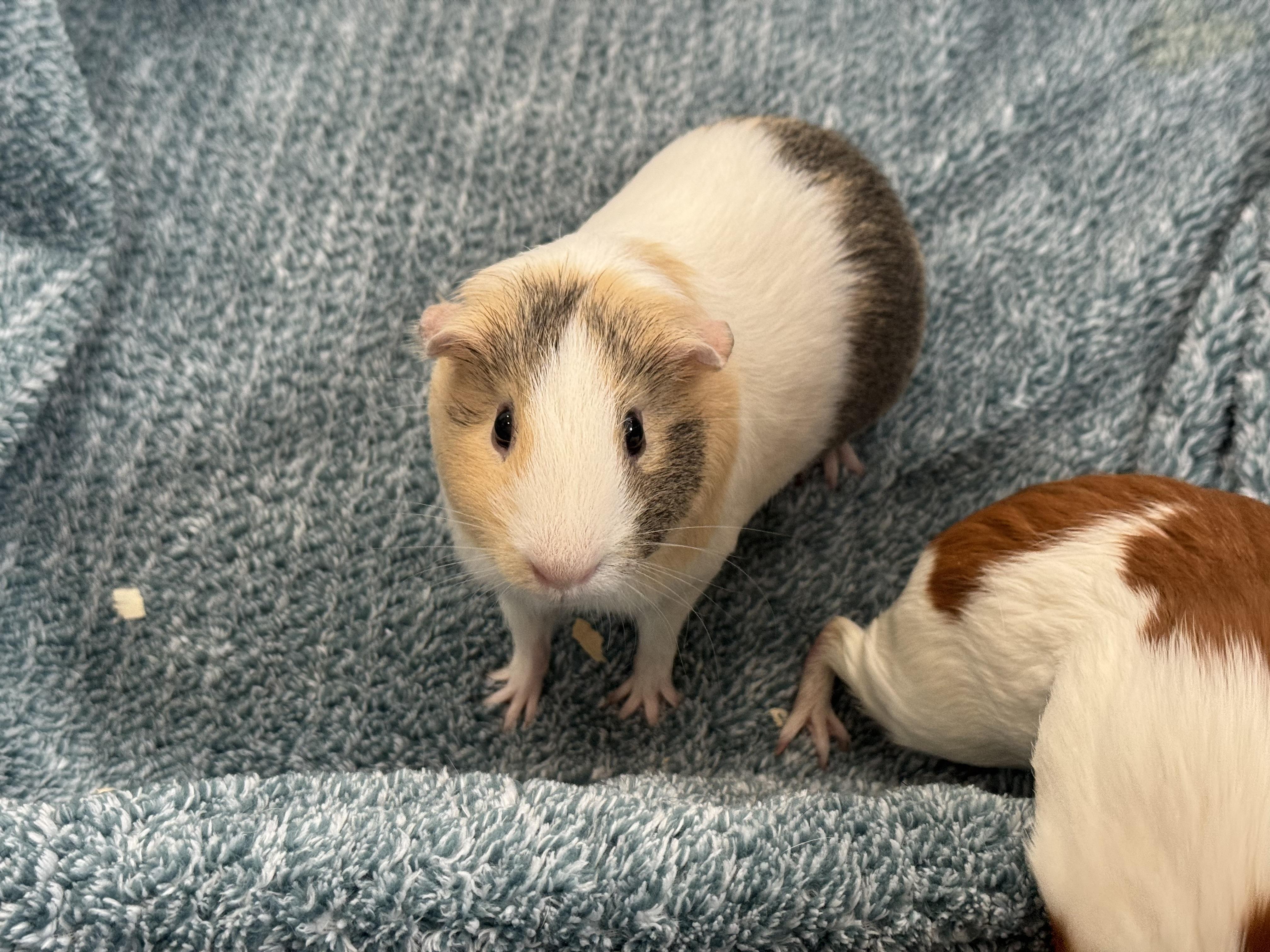 Enlarge Moana & Sandy, an adopted Guinea Pig in Amboy, IL image 5/5