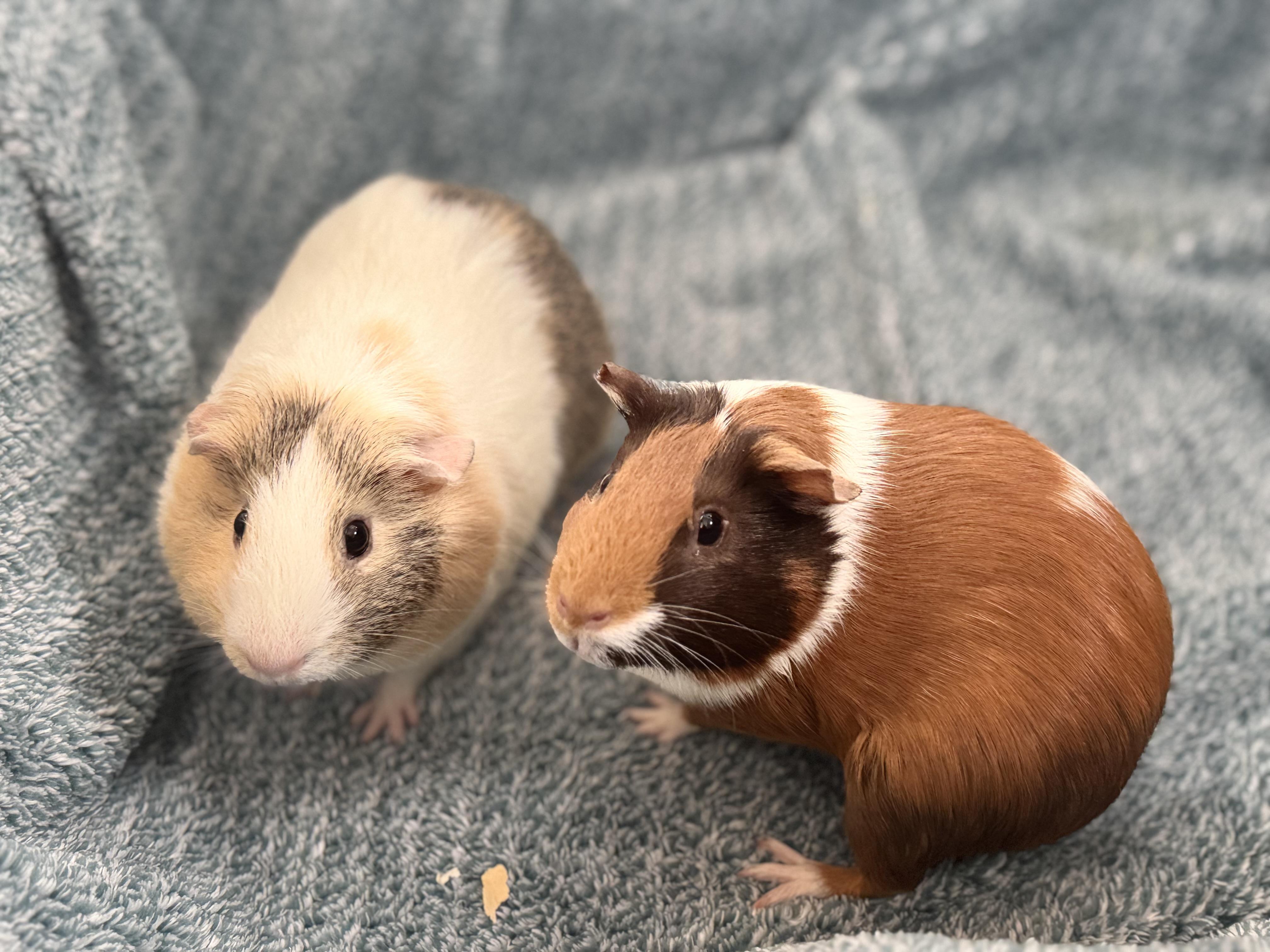 Moana & Sandy, adopted, Young Female Guinea Pig.