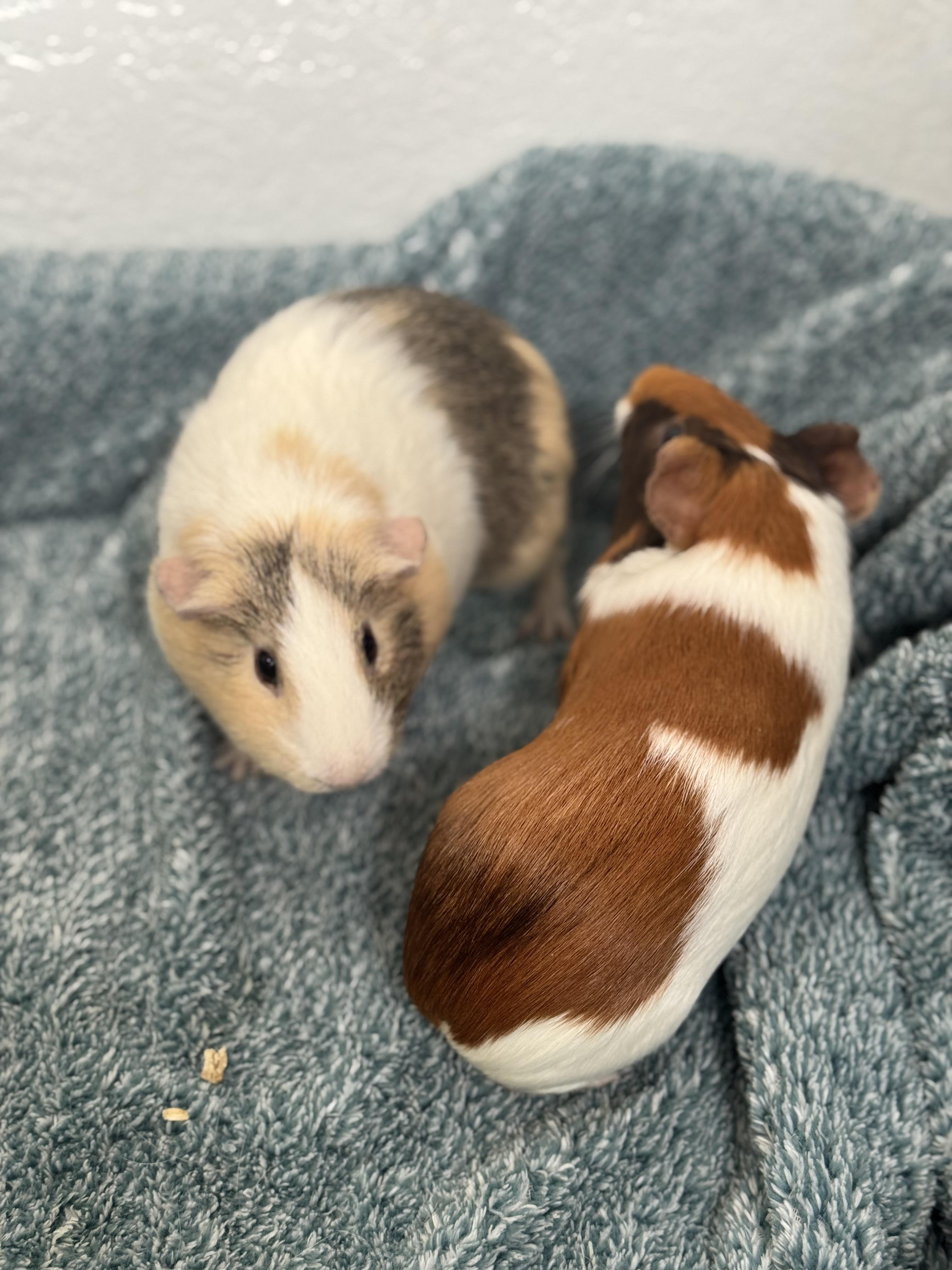 Enlarge Moana & Sandy, an adopted Guinea Pig in Amboy, IL image 4/5