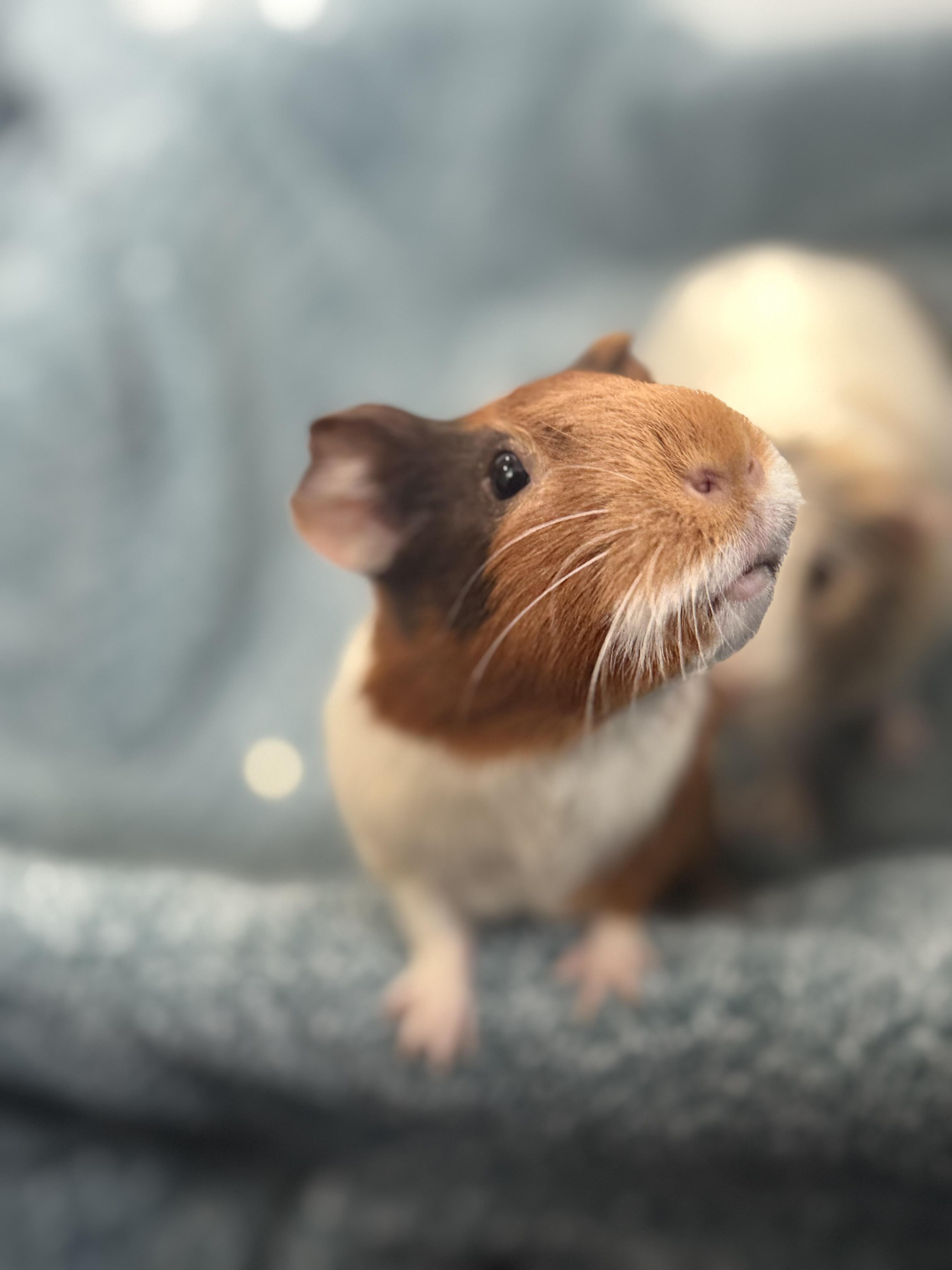 Enlarge Moana & Sandy, an adopted Guinea Pig in Amboy, IL image 3/5