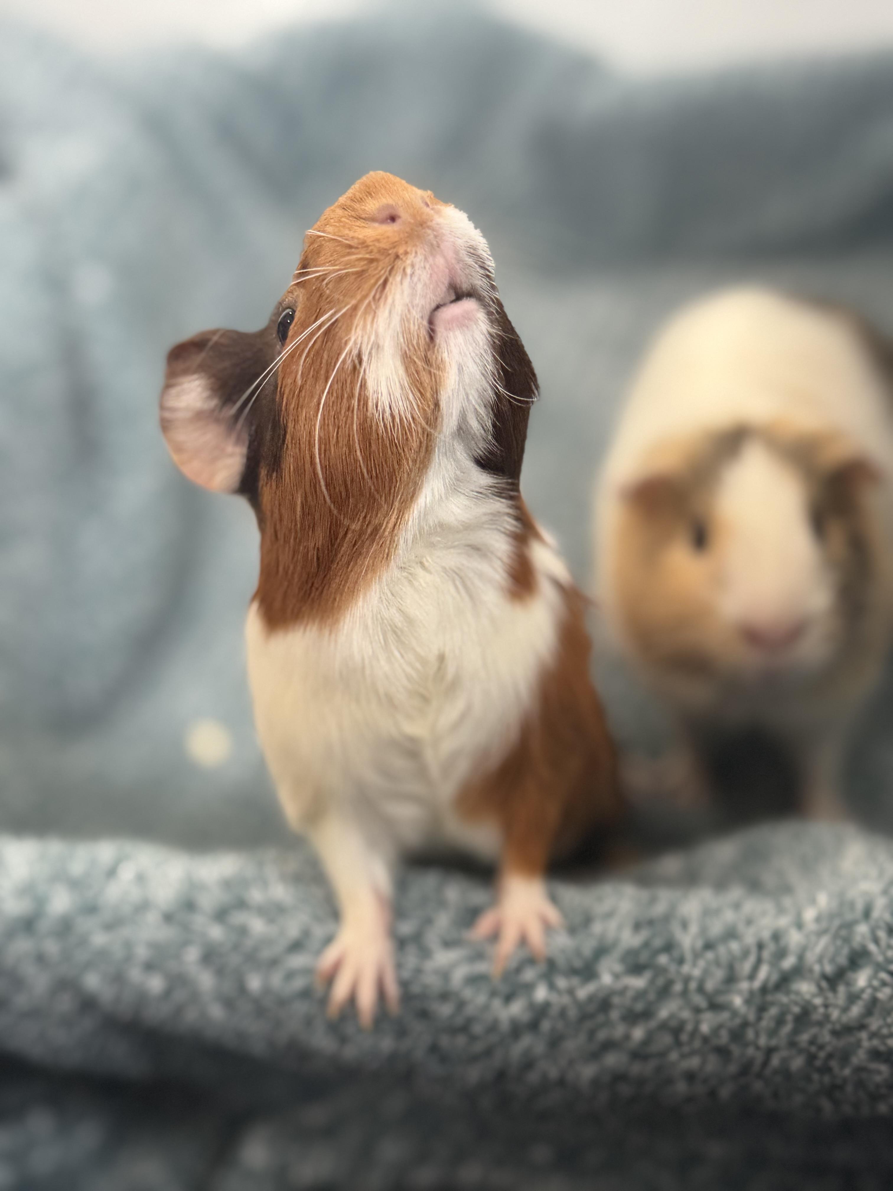 Enlarge Moana & Sandy, an adopted Guinea Pig in Amboy, IL image 2/5