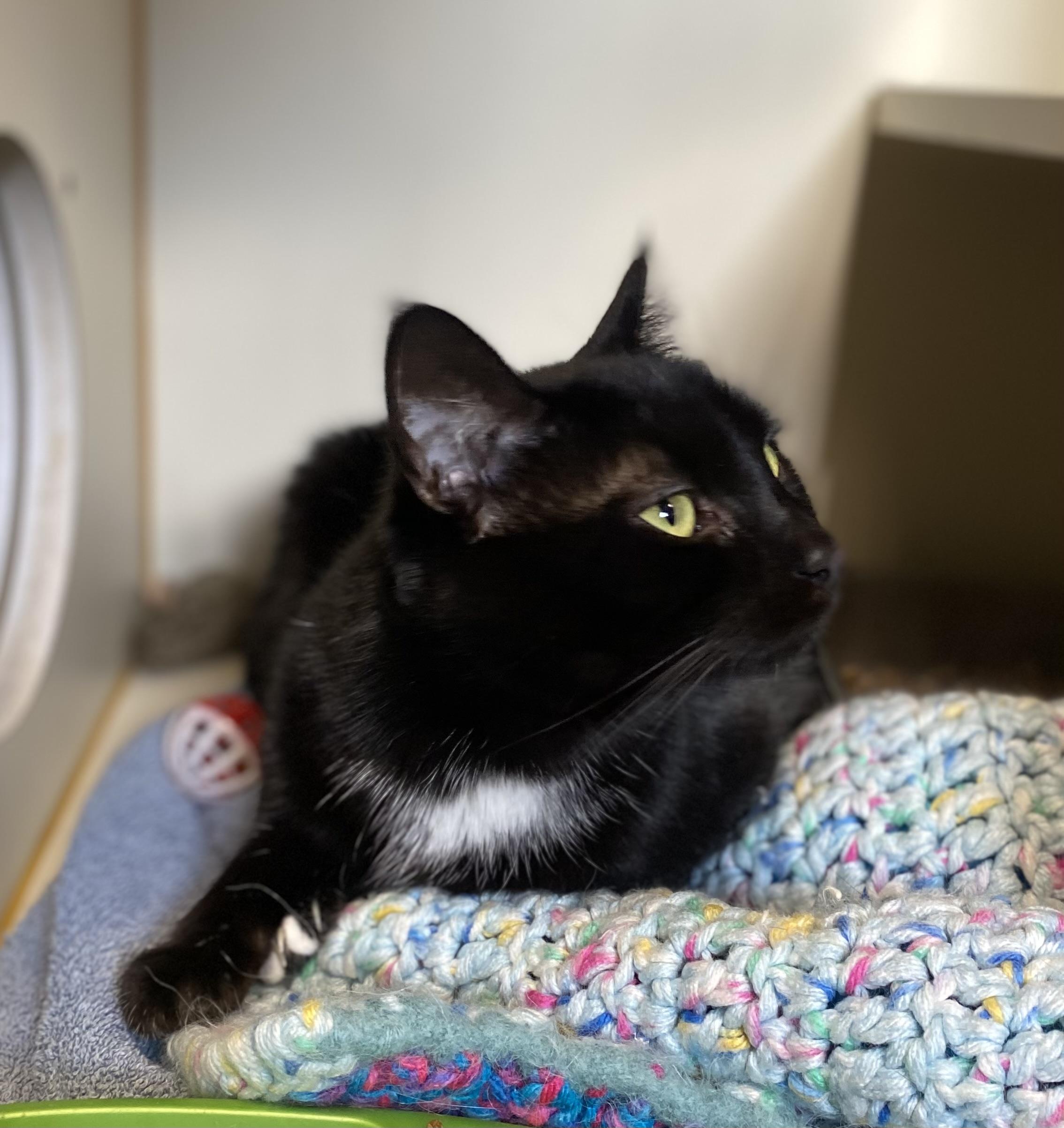 Marie, ADOPTABLE, Adult Female Domestic Short Hair.