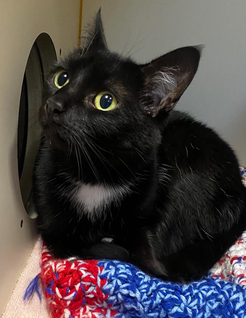 Marie, a ADOPTABLE Domestic Short Hair in Somerset, NJ image 2/3