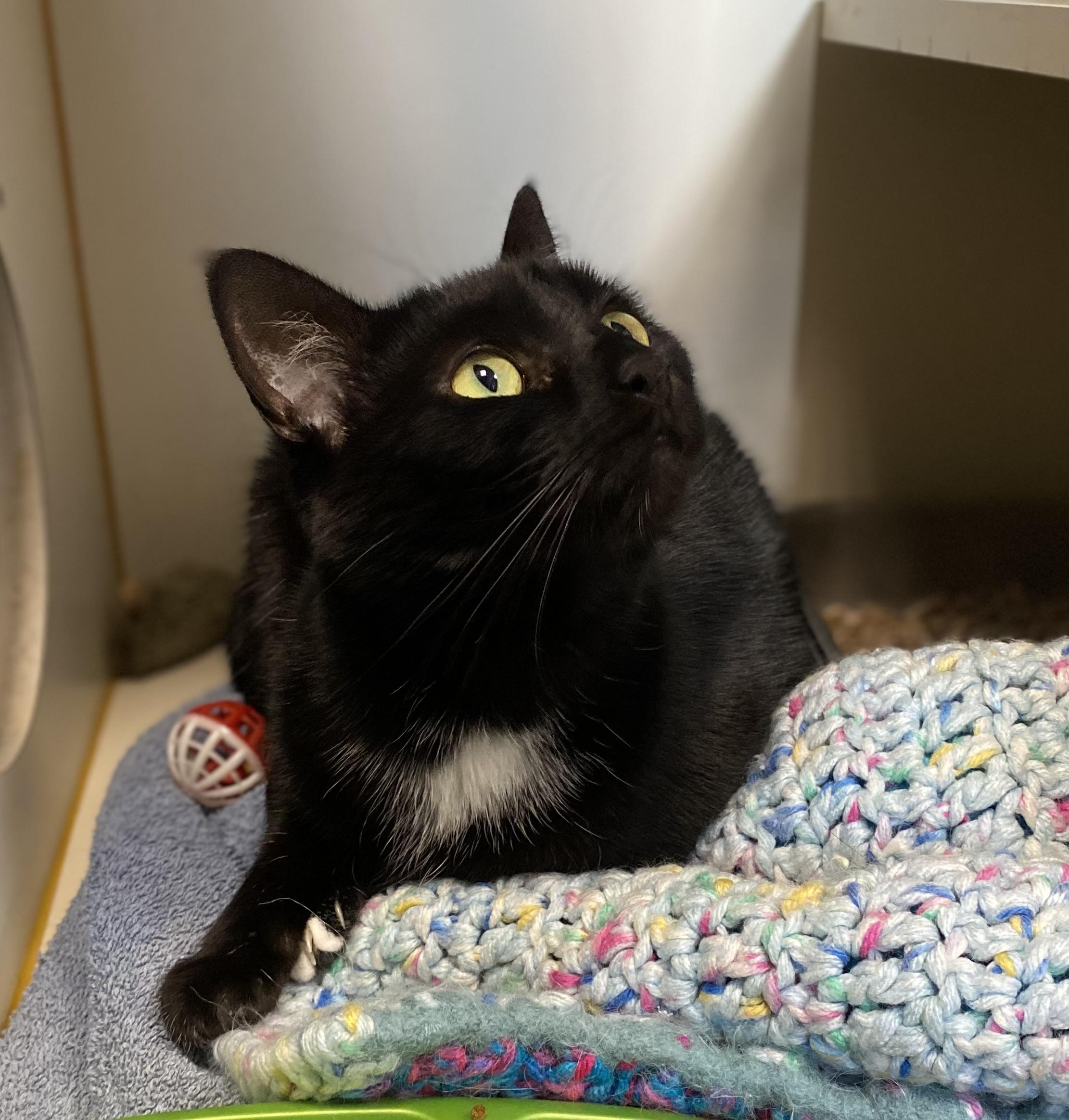 Marie, a ADOPTABLE Domestic Short Hair in Somerset, NJ image 3/3