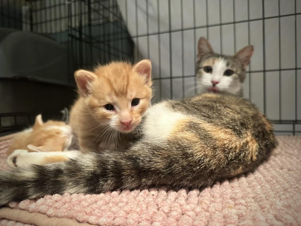 Enlarge LuLu's Babies, a ADOPTABLE Domestic Short Hair in Unionville, MO image 3/3