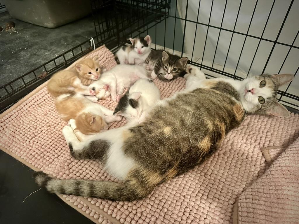 Enlarge LuLu's Babies, a ADOPTABLE Domestic Short Hair in Unionville, MO image 2/3