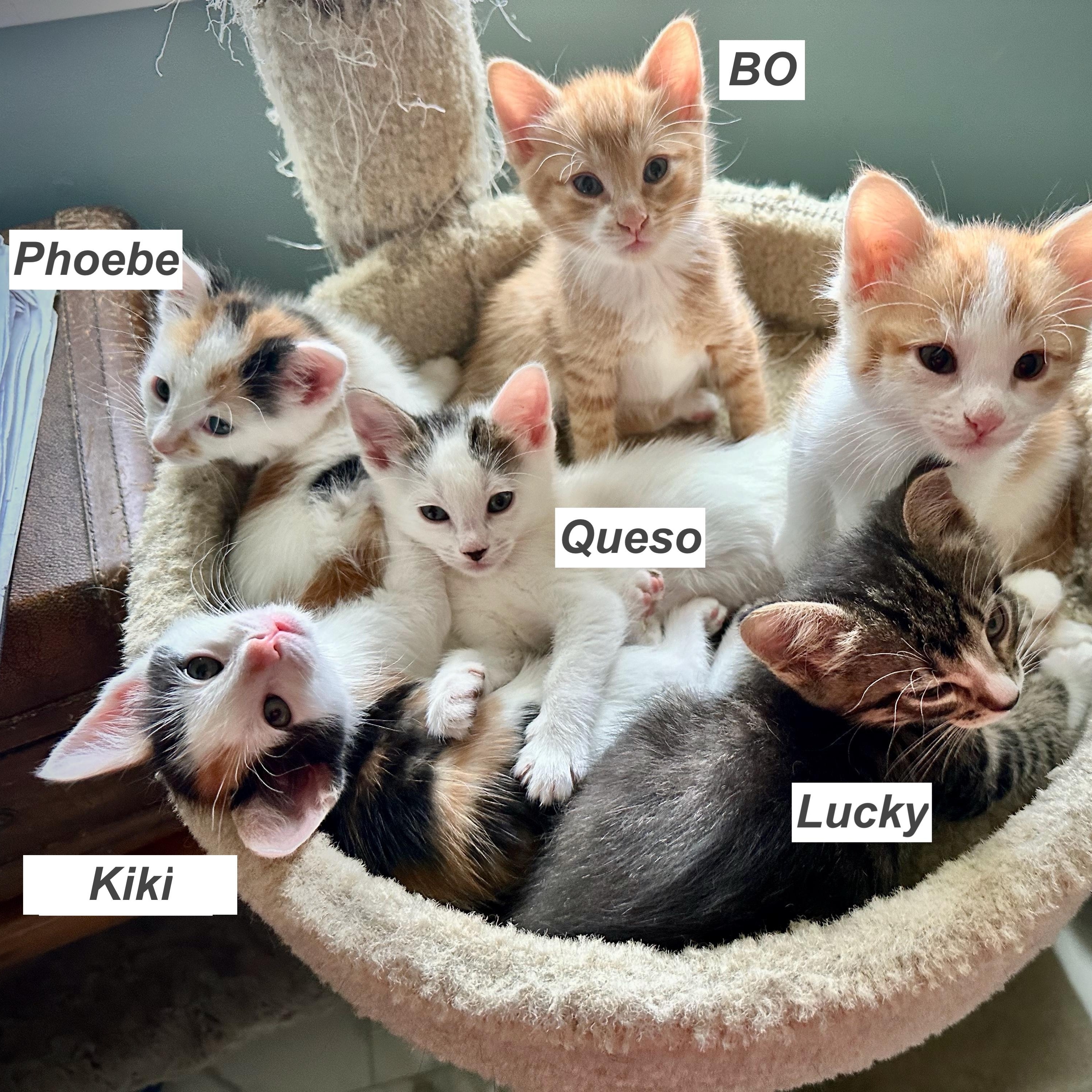 LuLu's Babies, ADOPTABLE, Kitten Male Domestic Short Hair.