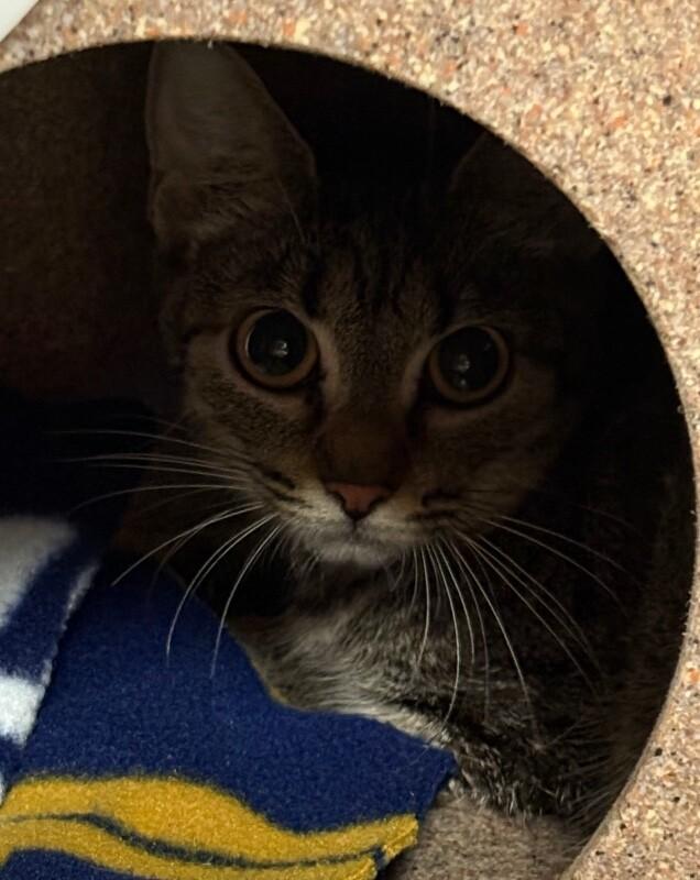 Enlarge Honeybee, a Adoptable Domestic Short Hair in Katy, TX image 1/2