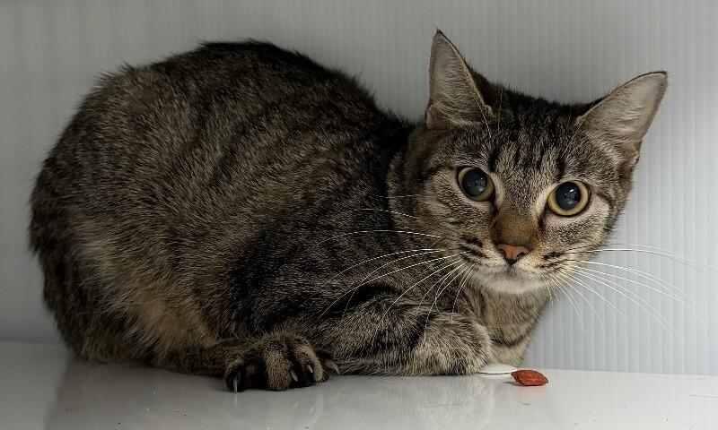 Enlarge Honeybee, a Adoptable Domestic Short Hair in Katy, TX image 2/2