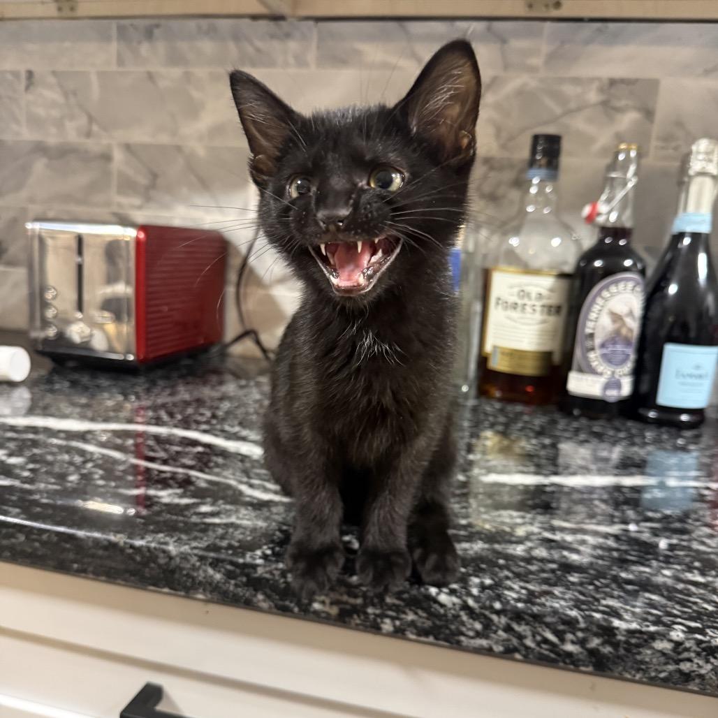 Tinker, Adoptable, Young Female Domestic Short Hair & Domestic Short Hair.