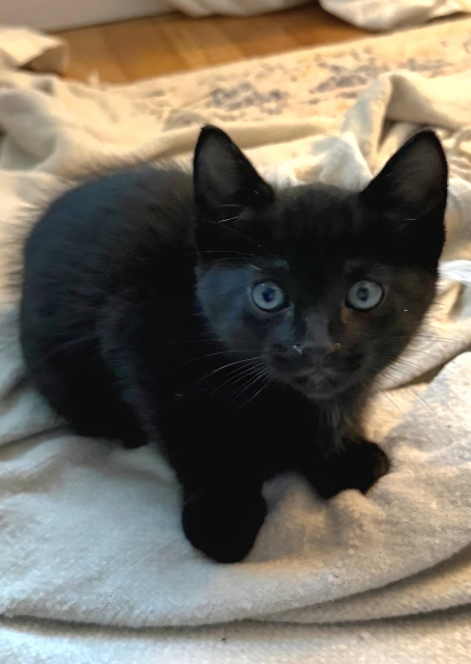Zooey, Adoptable, Young Male Domestic Short Hair.