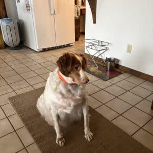 Enlarge Sissy 20043799 MO, a ADOPTABLE Brittany Spaniel in Sugar Grove, IL image 2/2