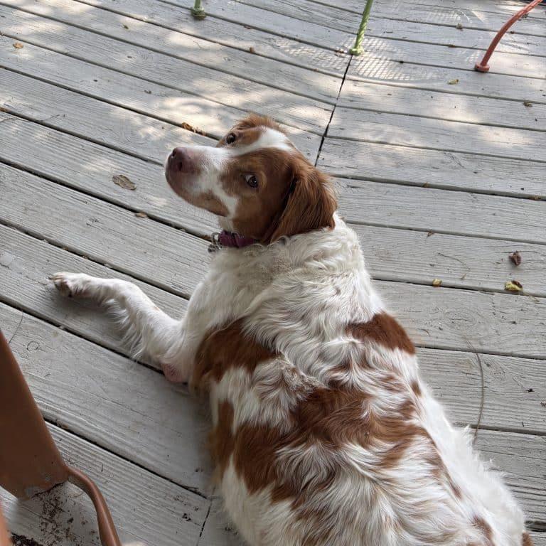 Sissy 20043799 MO, ADOPTABLE, Adult Female Brittany Spaniel.