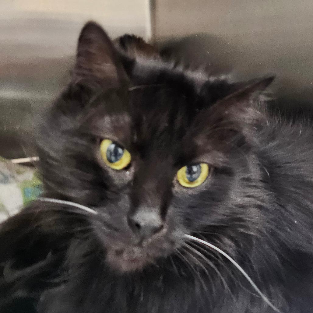 Cassidy, Adoptable, Young Female Domestic Long Hair.