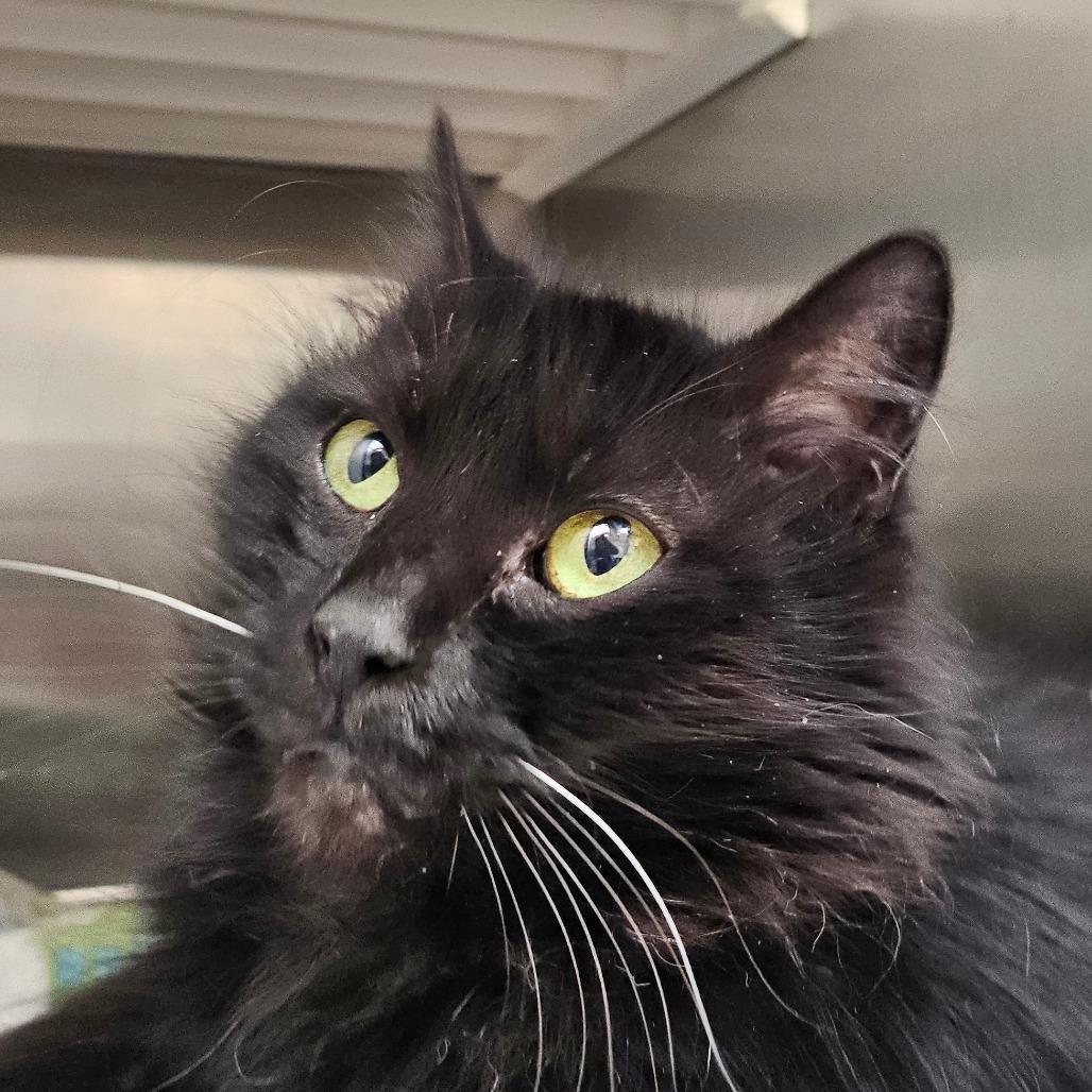 Cassidy, a Adoptable Domestic Long Hair in Concord, NC image 2/2