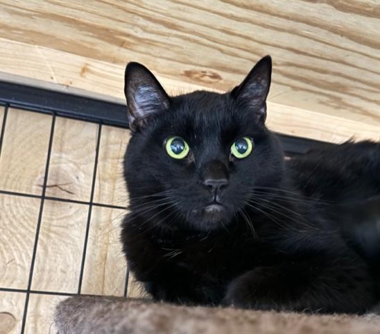 Salem, Adopted, Adult Male Domestic Short Hair.