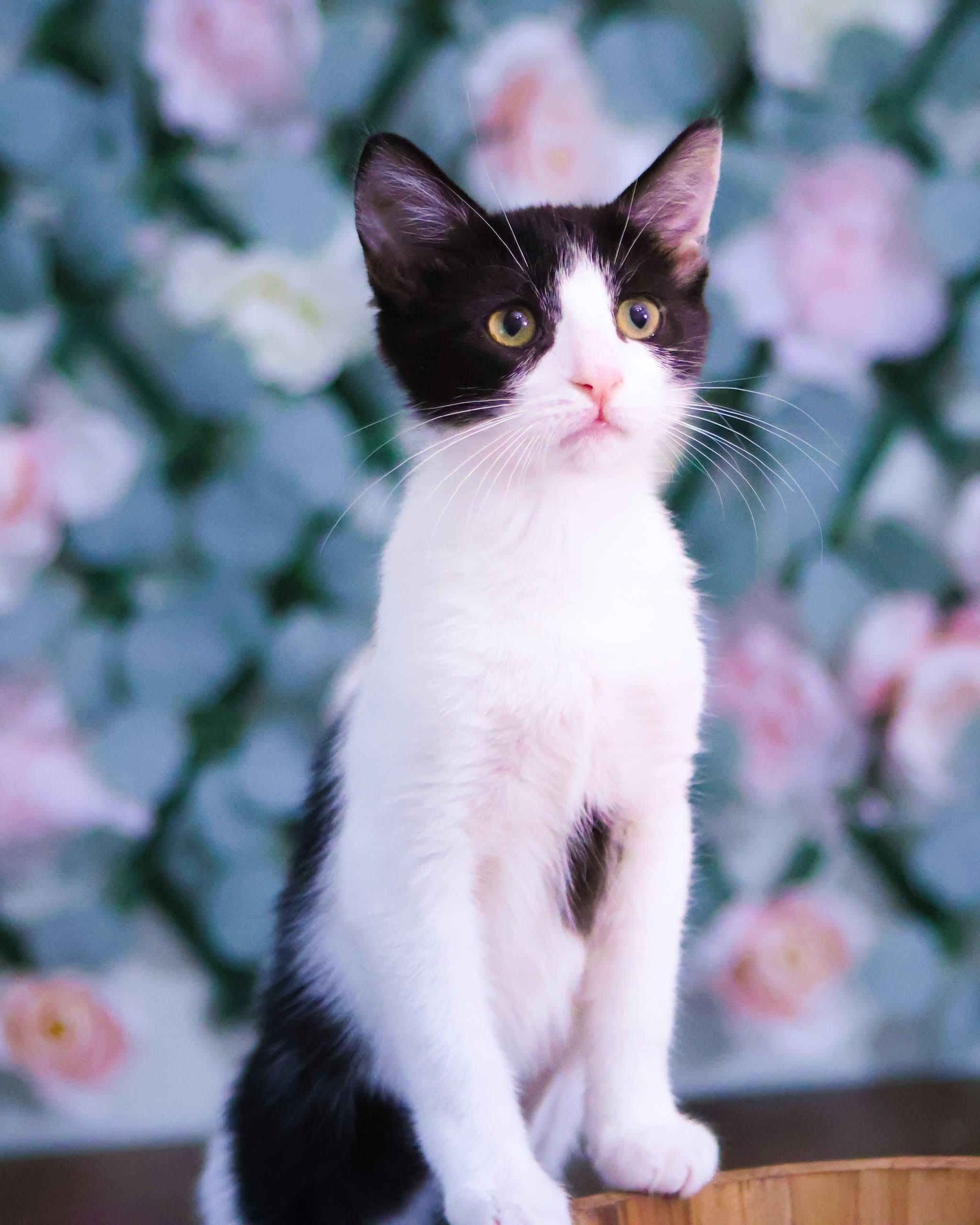 Enlarge Sugar Plum , a ADOPTABLE Domestic Short Hair in Bensalem, PA image 1/2