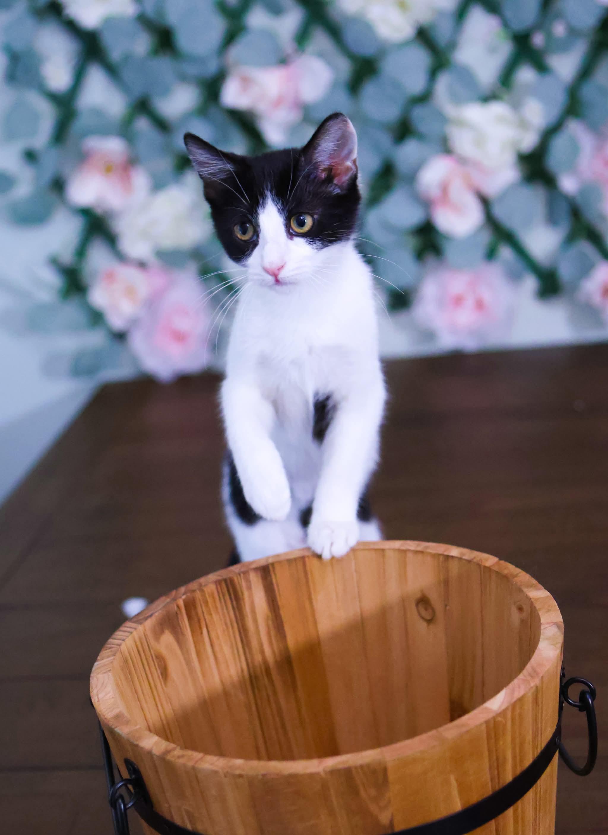 Enlarge Sugar Plum , a ADOPTABLE Domestic Short Hair in Bensalem, PA image 2/2