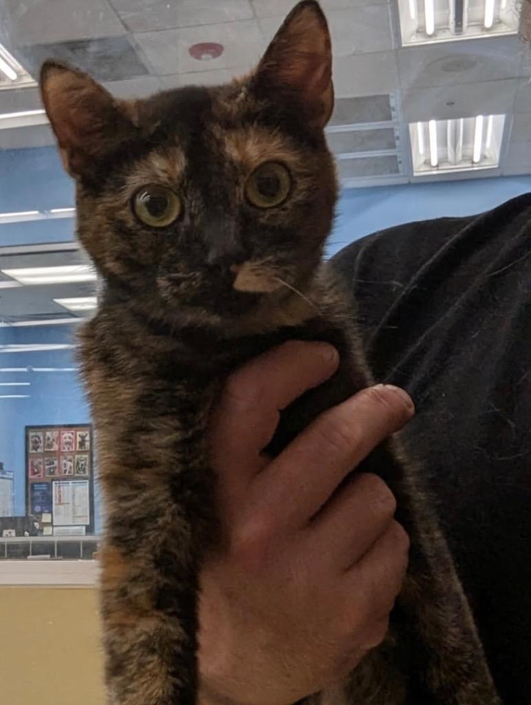 Rizzo, Adoptable, Adult Female Domestic Short Hair.