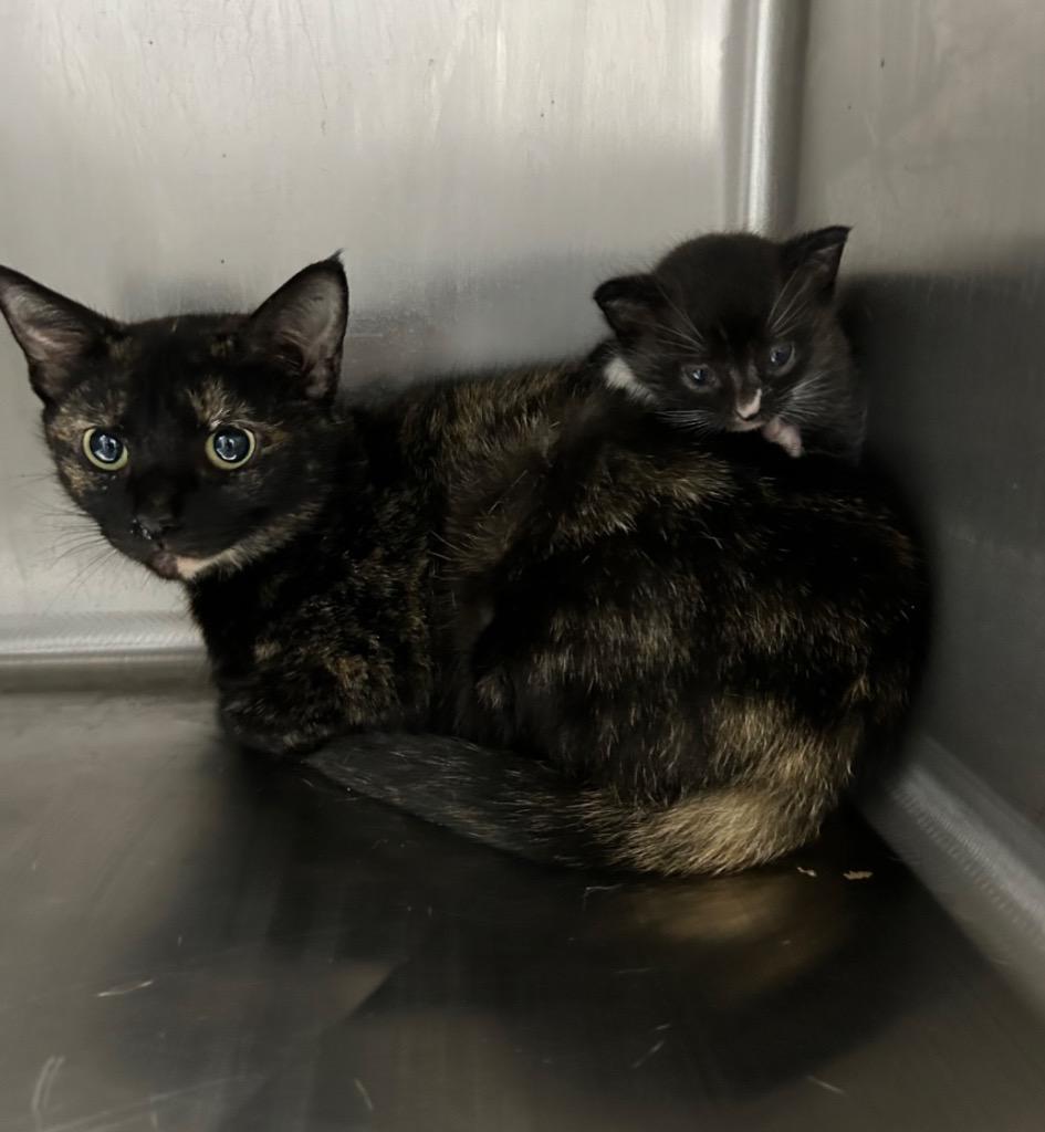 Enlarge Rizzo, a Adoptable mixed breed in Dalton, GA image 2/2