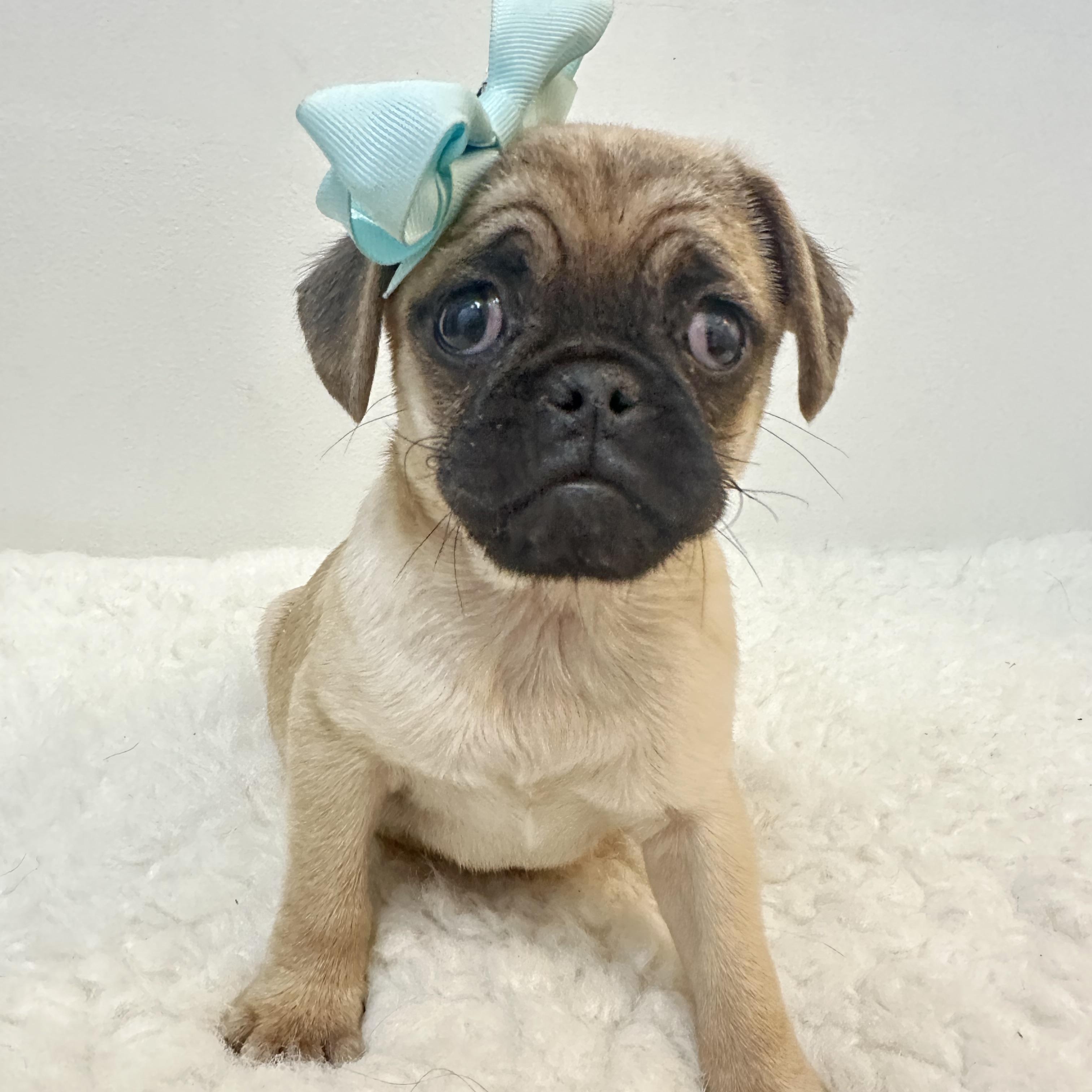 Bumble bee , ADOPTABLE, Puppy Female Pug.