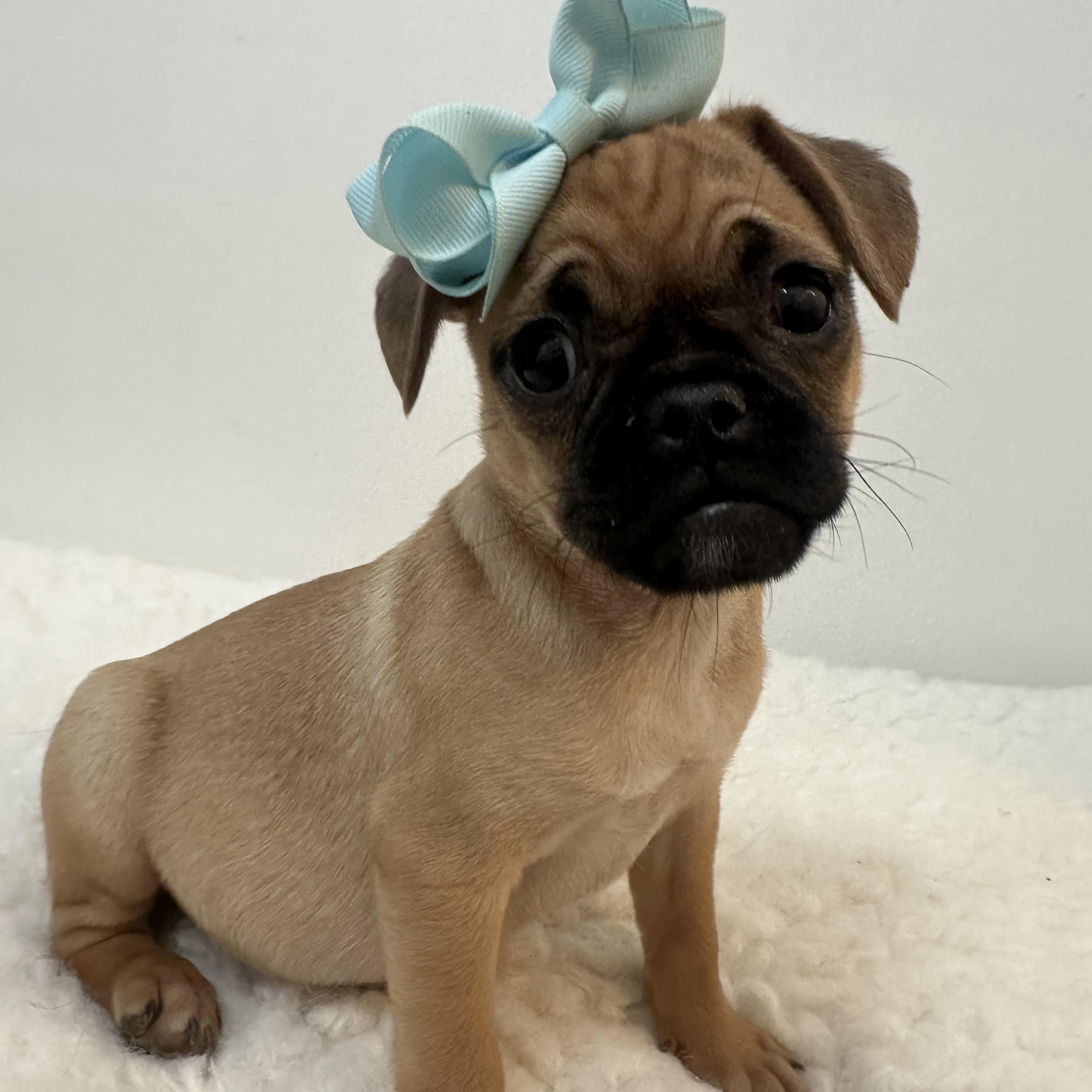 Bumble bee , a ADOPTABLE Pug in Wrightstown, NJ image 2/5