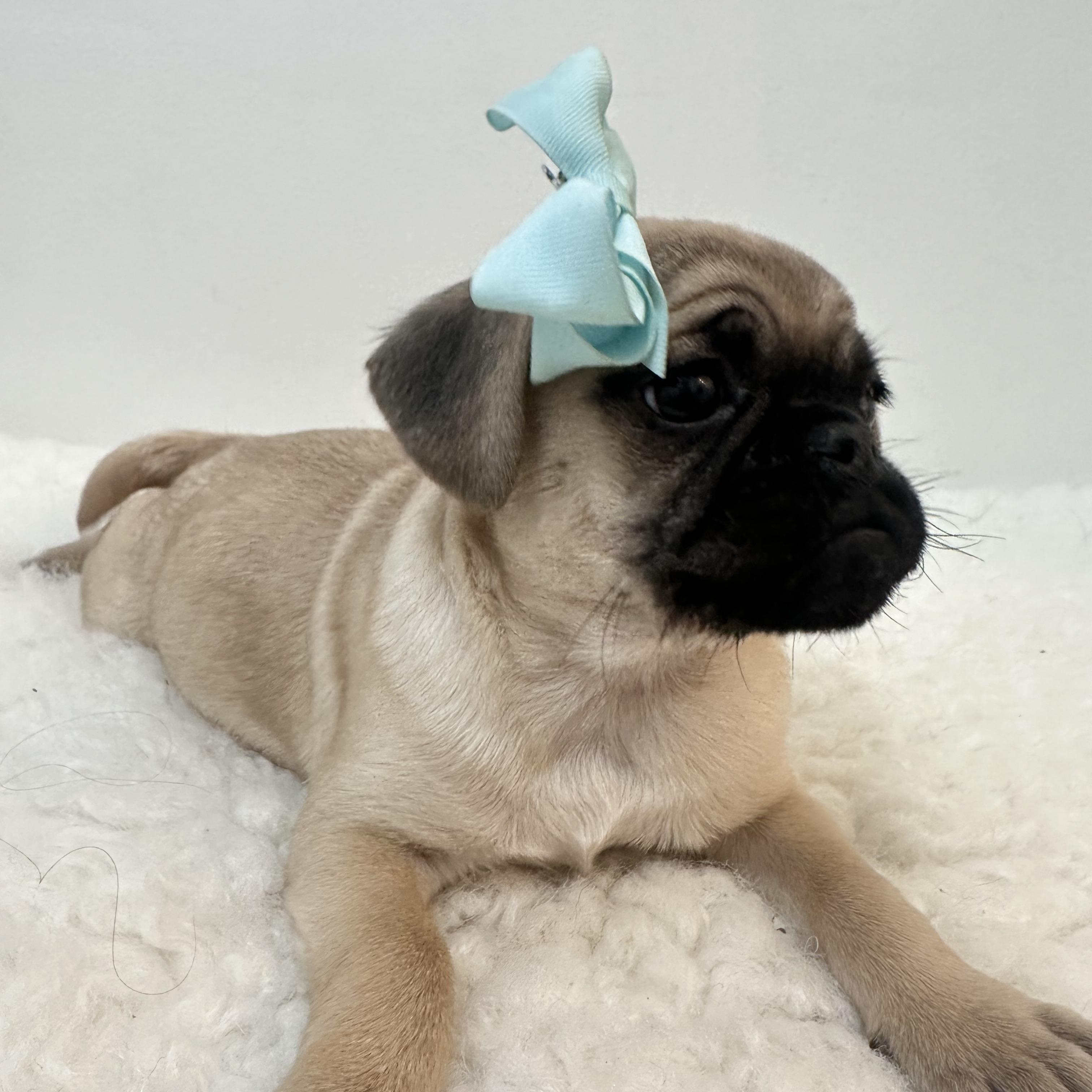 Bumble bee , a ADOPTABLE Pug in Wrightstown, NJ image 3/5