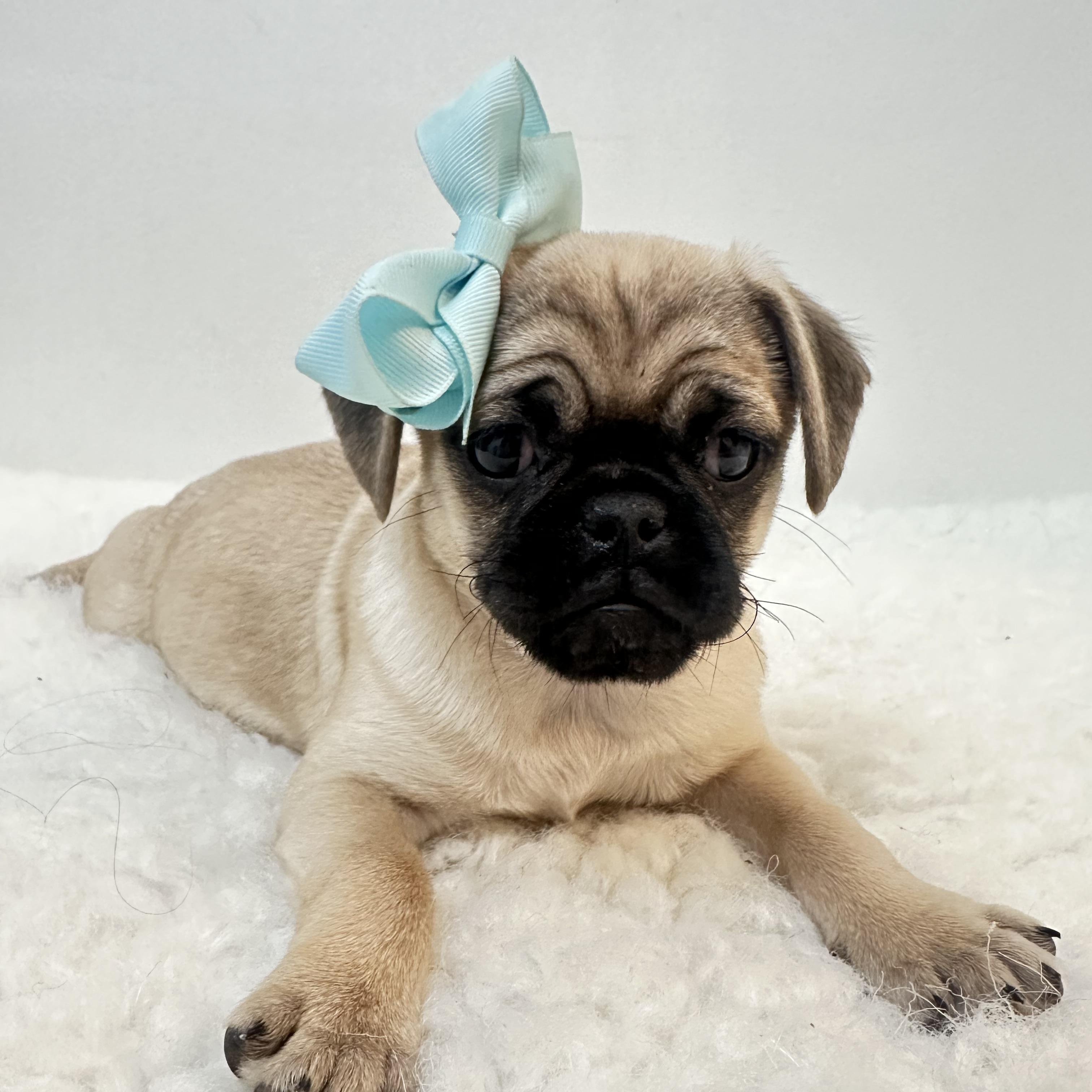 Bumble bee , a ADOPTABLE Pug in Wrightstown, NJ image 4/5