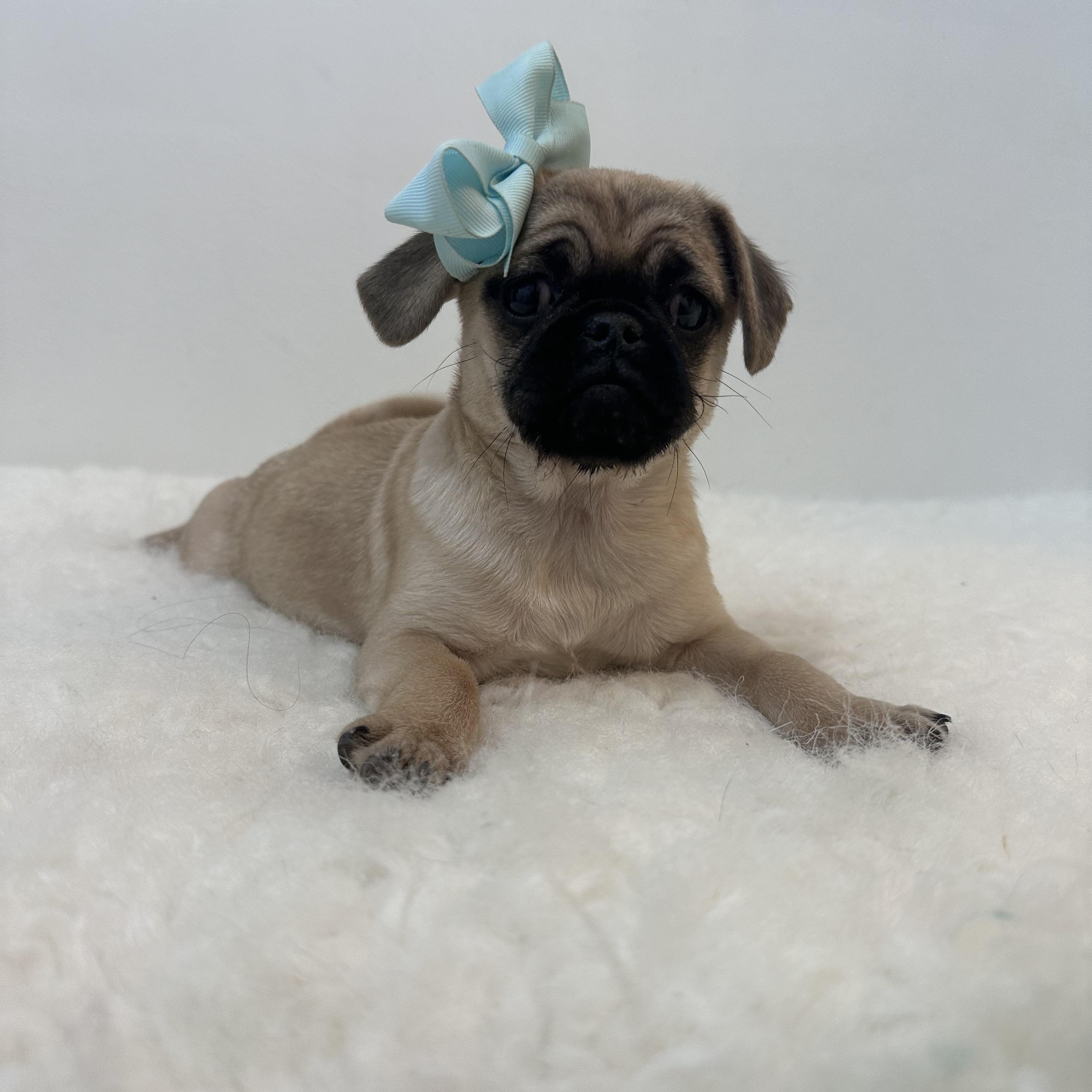 Bumble bee , a ADOPTABLE Pug in Wrightstown, NJ image 5/5