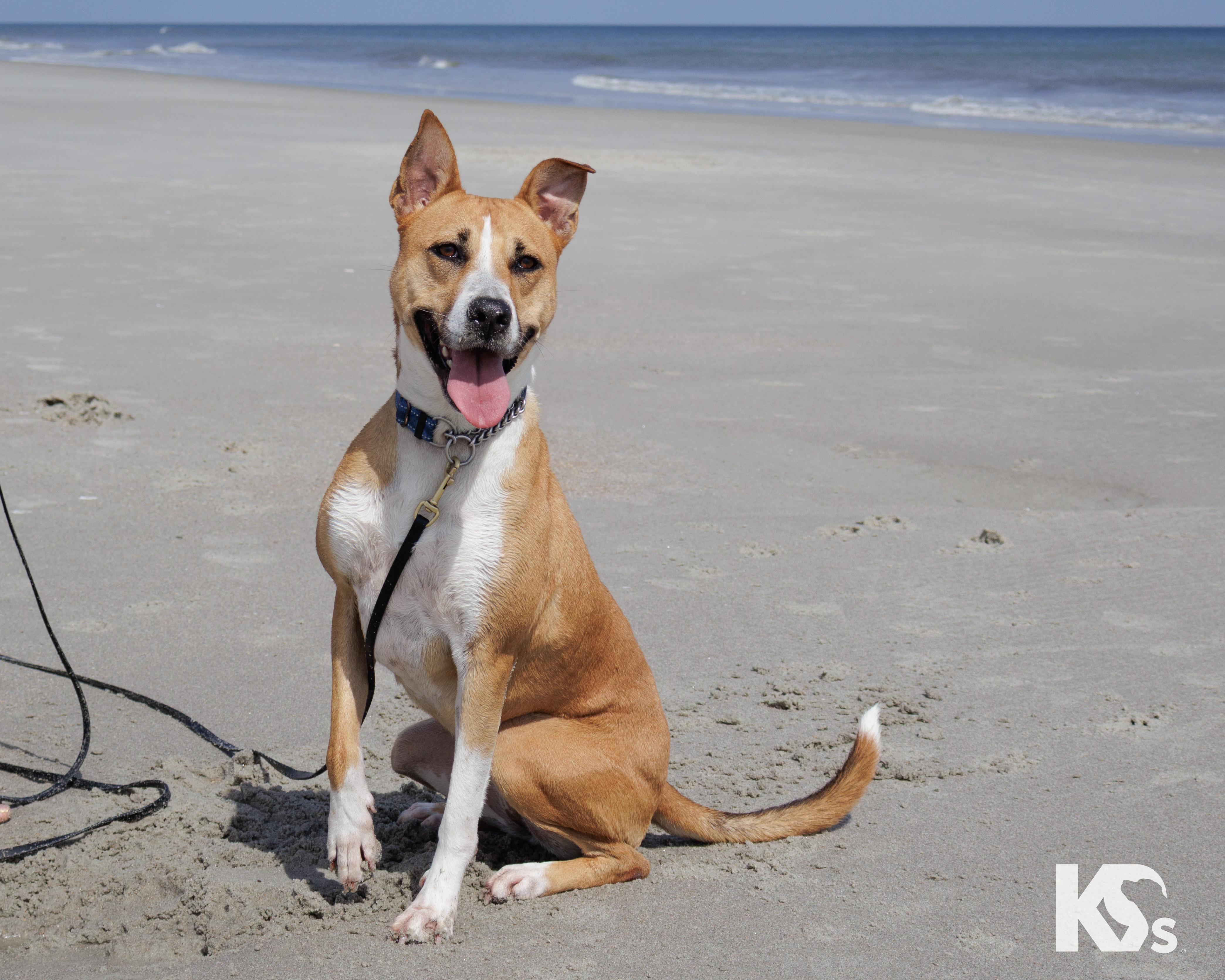 Enlarge Charmy, a Adoptable mixed breed in Ponte Vedra, FL image 1/6