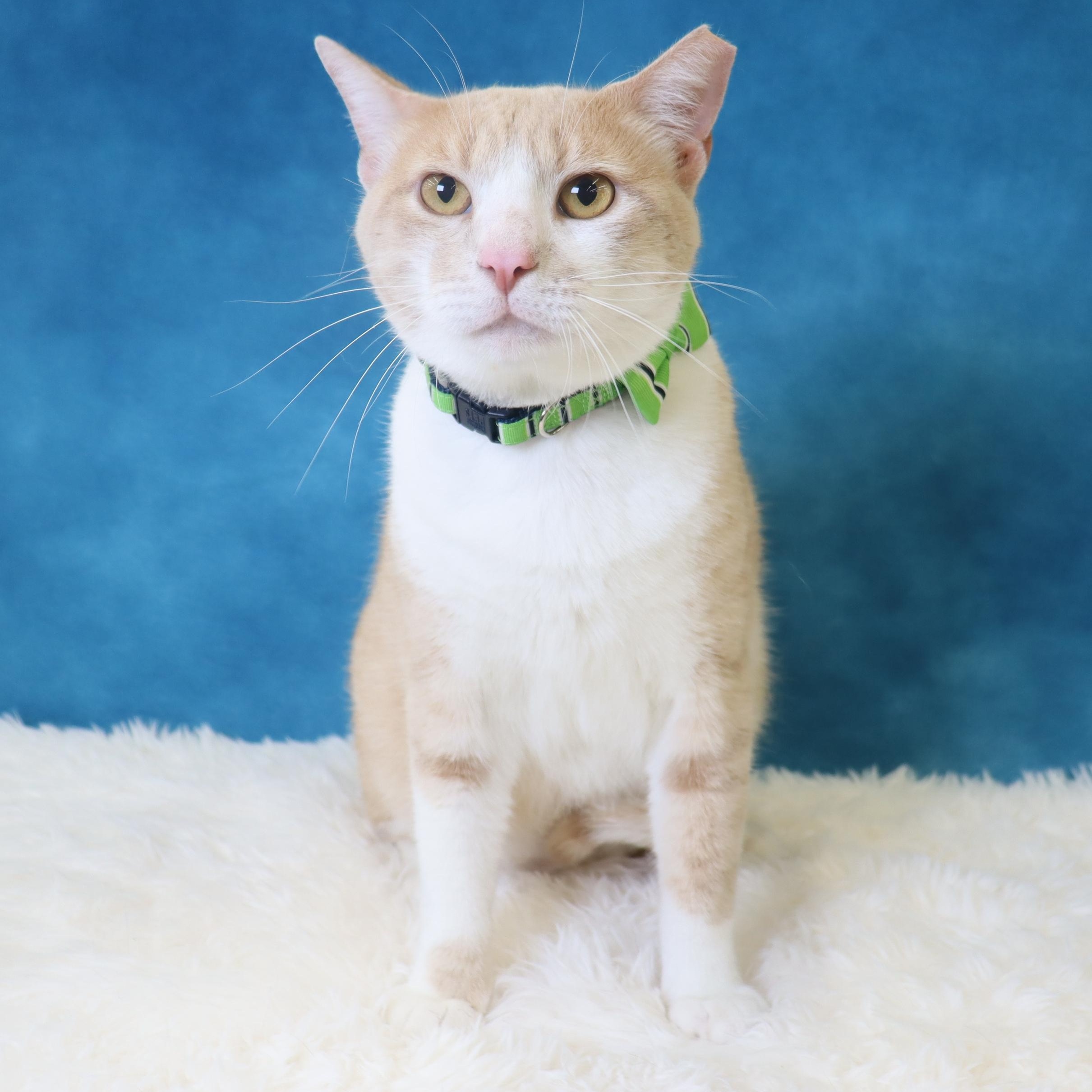 Michael - HANDSOME, Adult Male Domestic Short Hair
