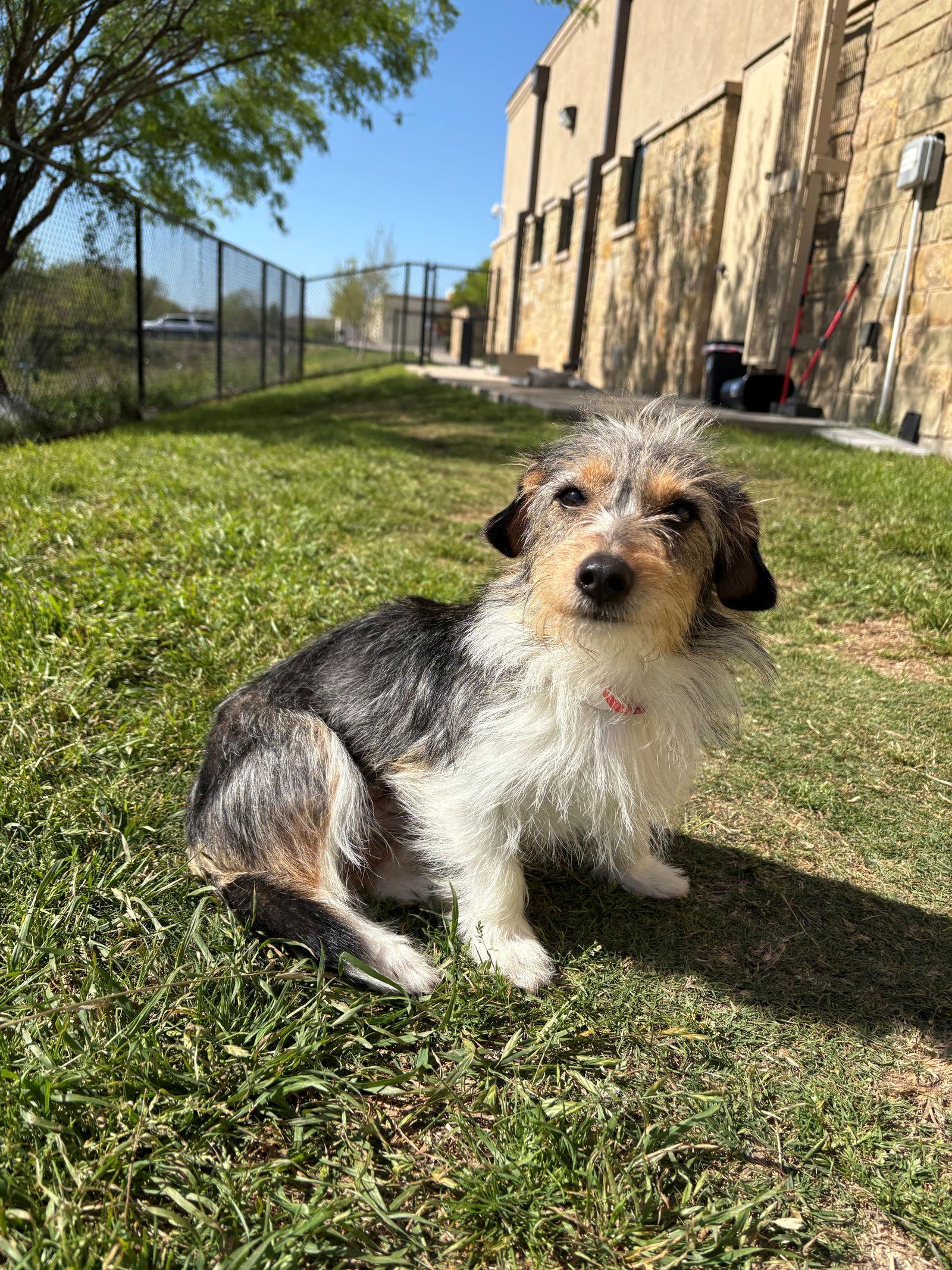 Salty, Adoptable, Young Female Dachshund & Terrier.