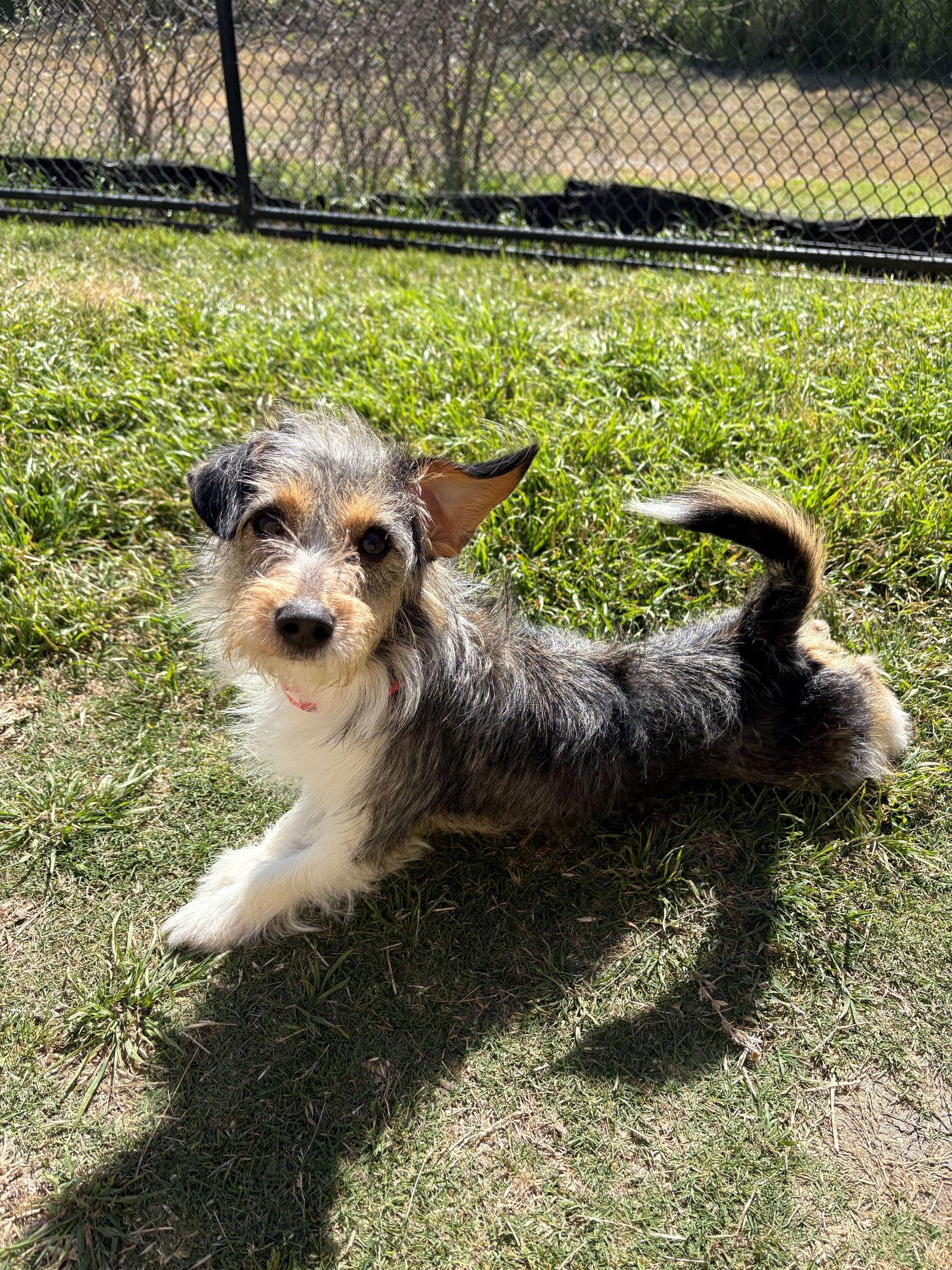 Enlarge Salty, a Adoptable mixed breed in Austin, TX image 2/3