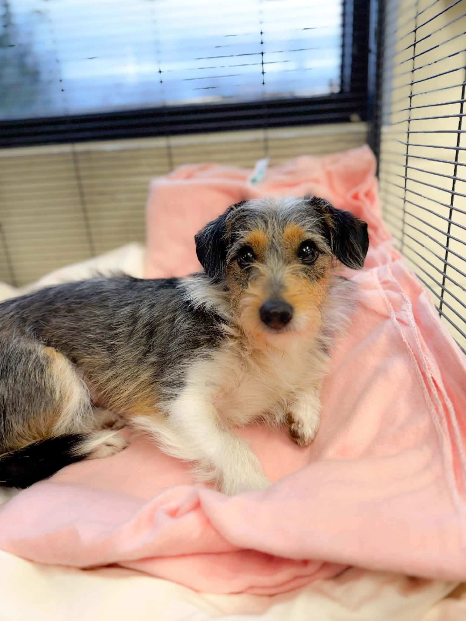 Enlarge Salty, a Adoptable mixed breed in Austin, TX image 3/3