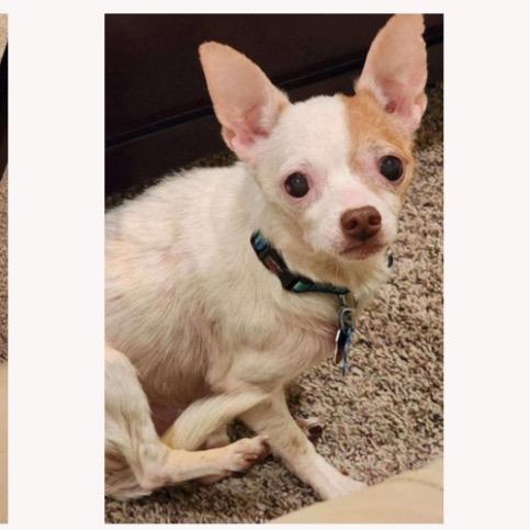 Winston, Adoptable, Adult Male Chihuahua.