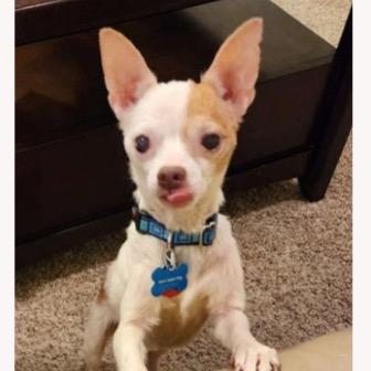 Winston, a Adoptable Chihuahua in Hudson, IL image 2/2